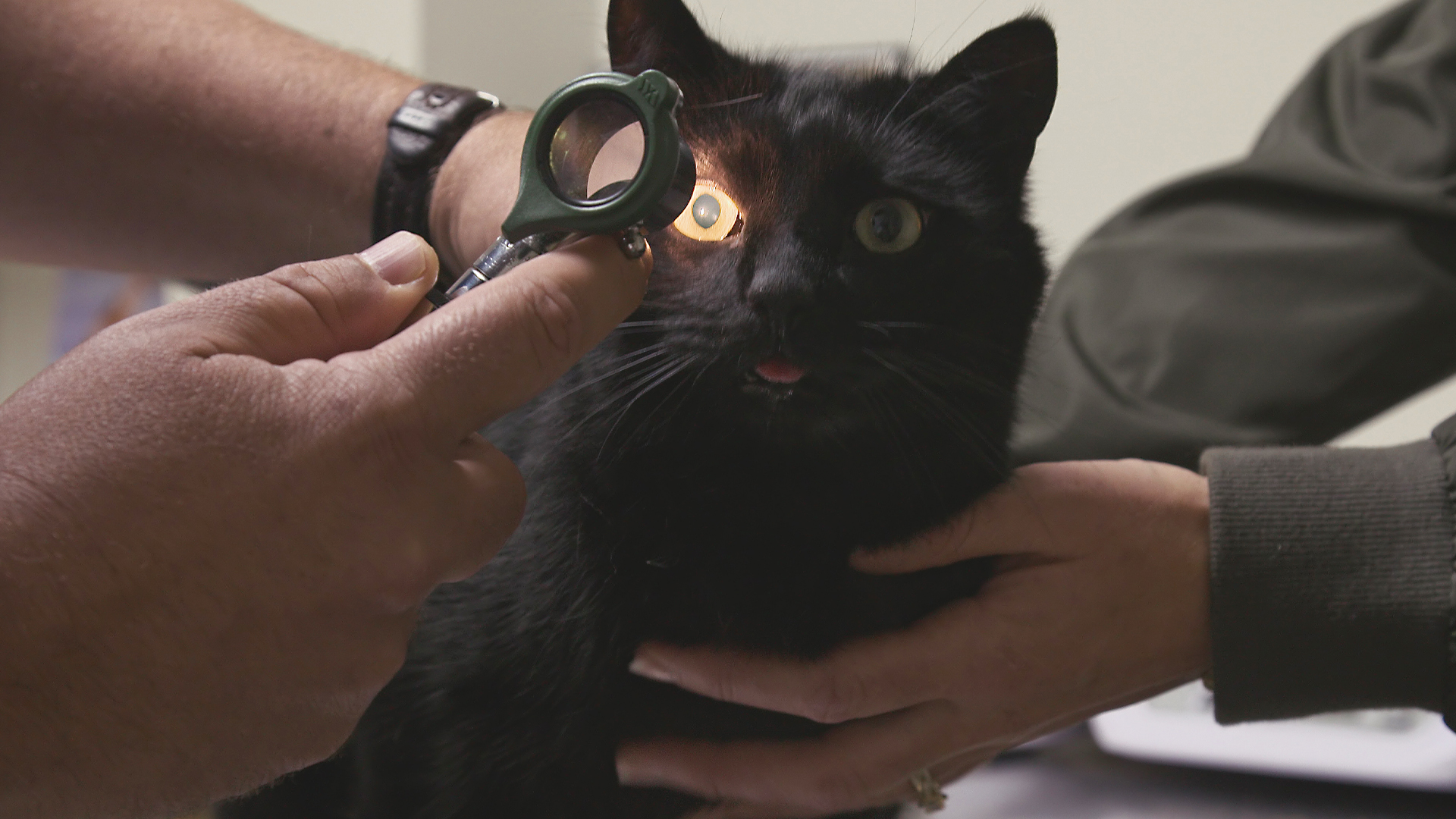 Doctor Barry - E4 - Pet Detective