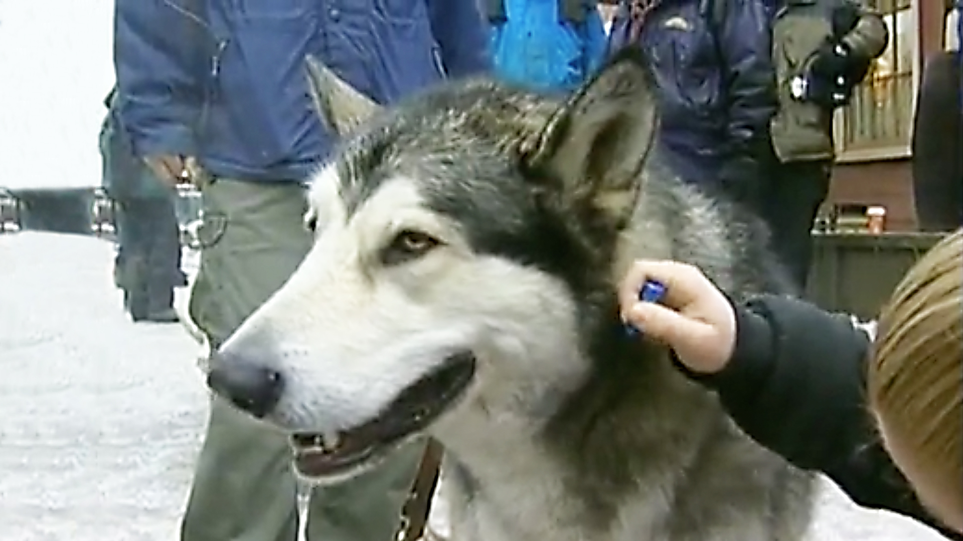 Dogs With Jobs - E11 - Kavik and Mas