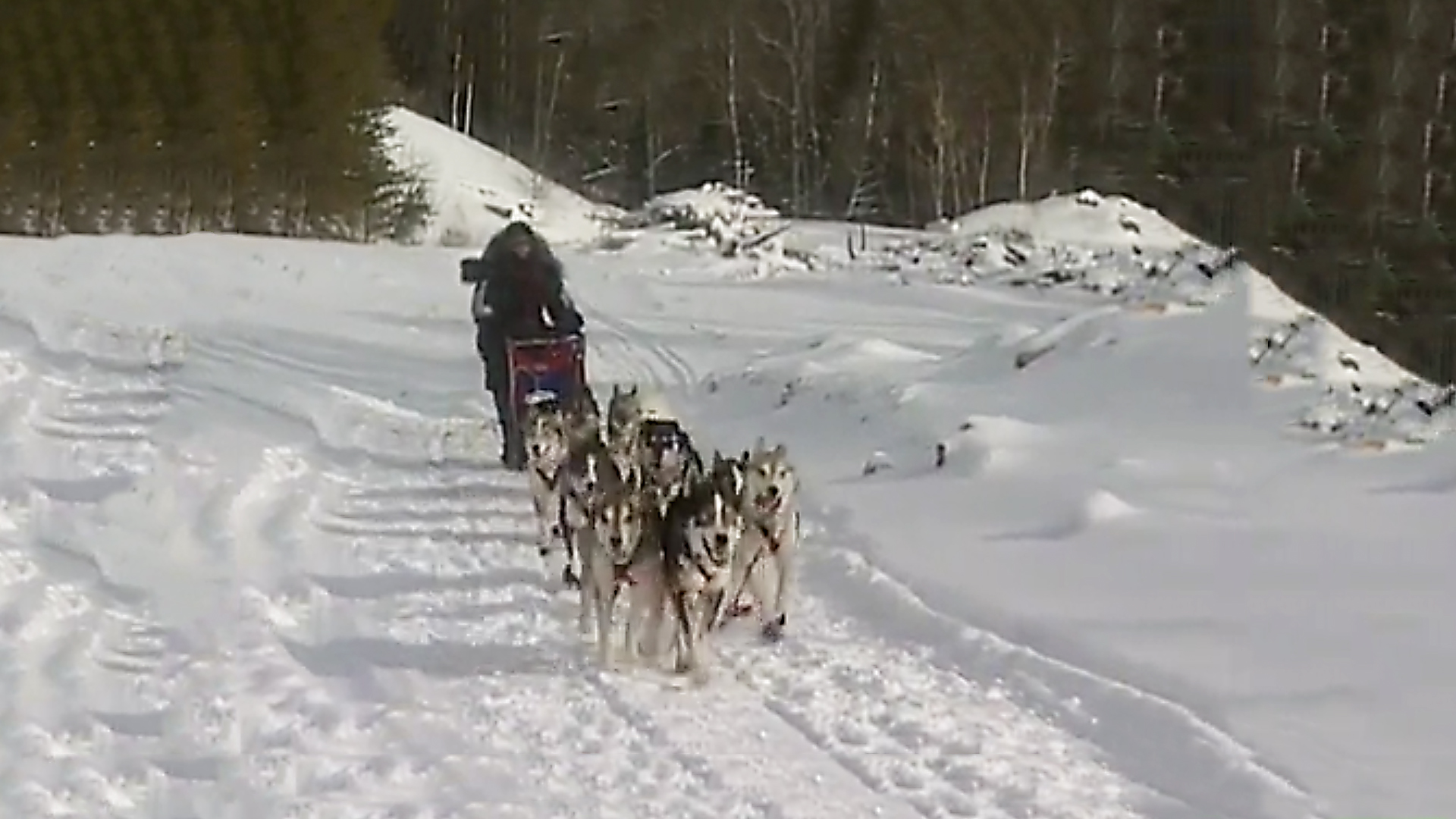 Dogs With Jobs - E13 - Sled Dogs