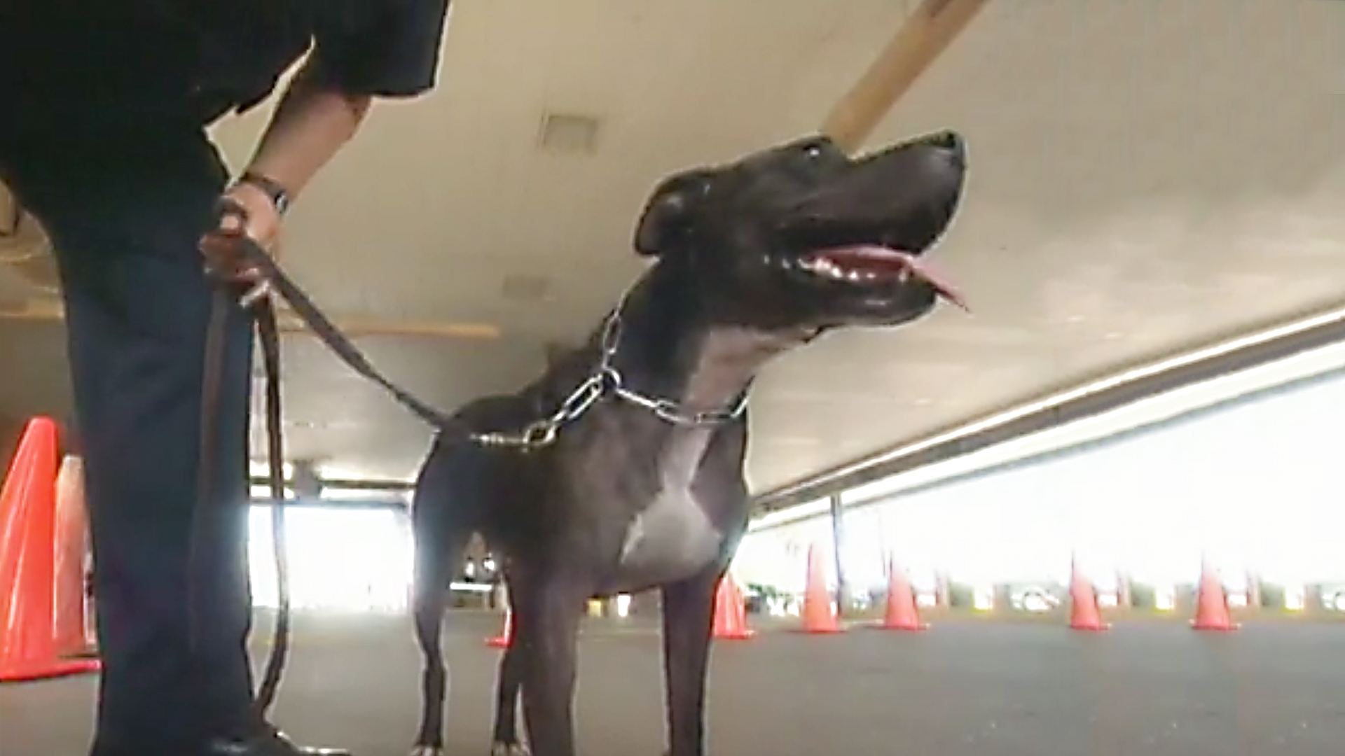 Dogs With Jobs - E15 - Popsicle, Harvey and Tattie