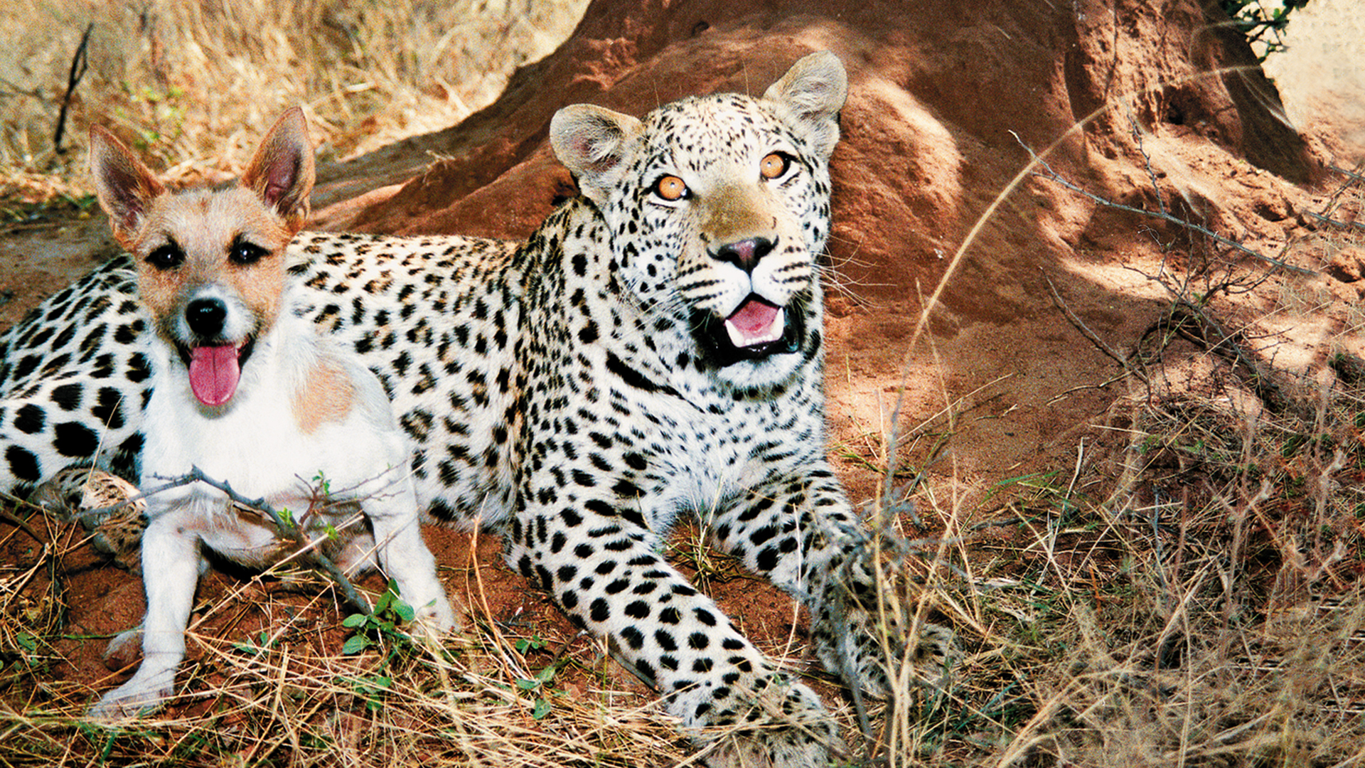 Dogs With Jobs - E17 - Tokkolos, Barkley and Rookie