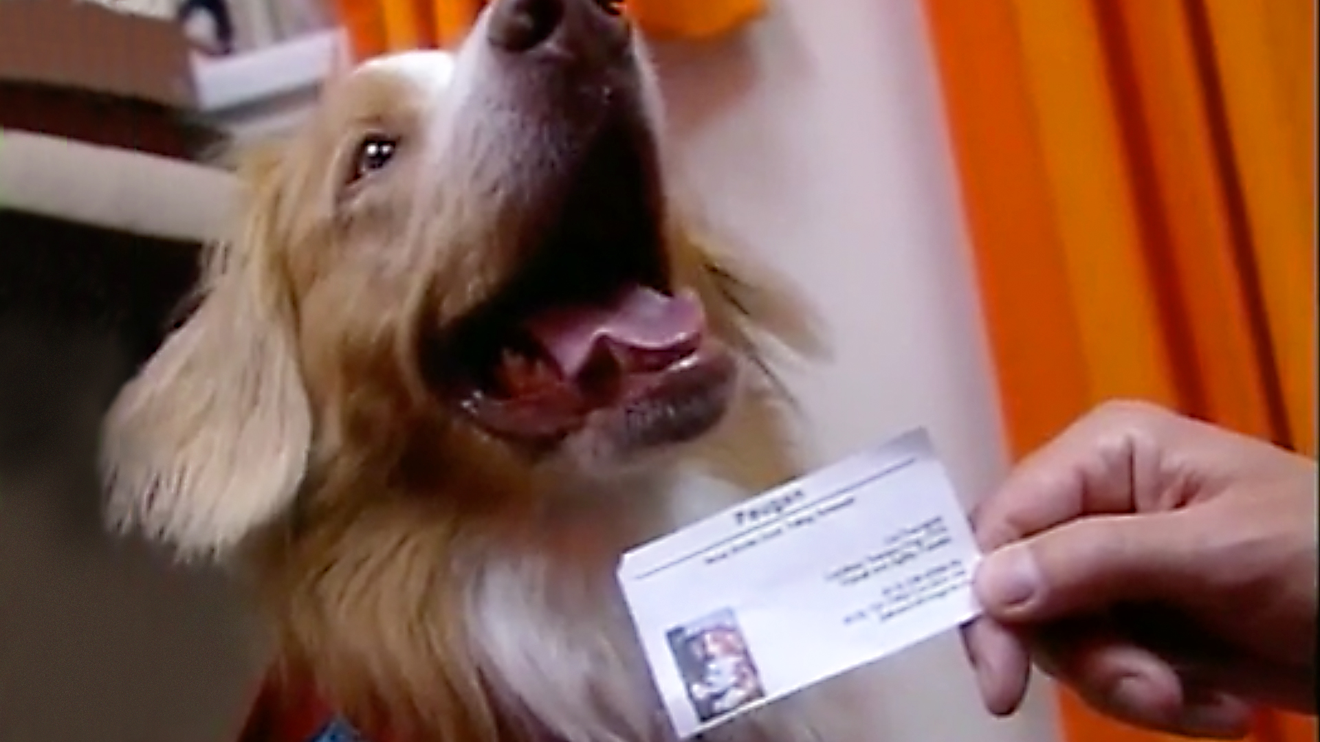 Dogs With Jobs - E28 - Kaze, Haci and Paugan