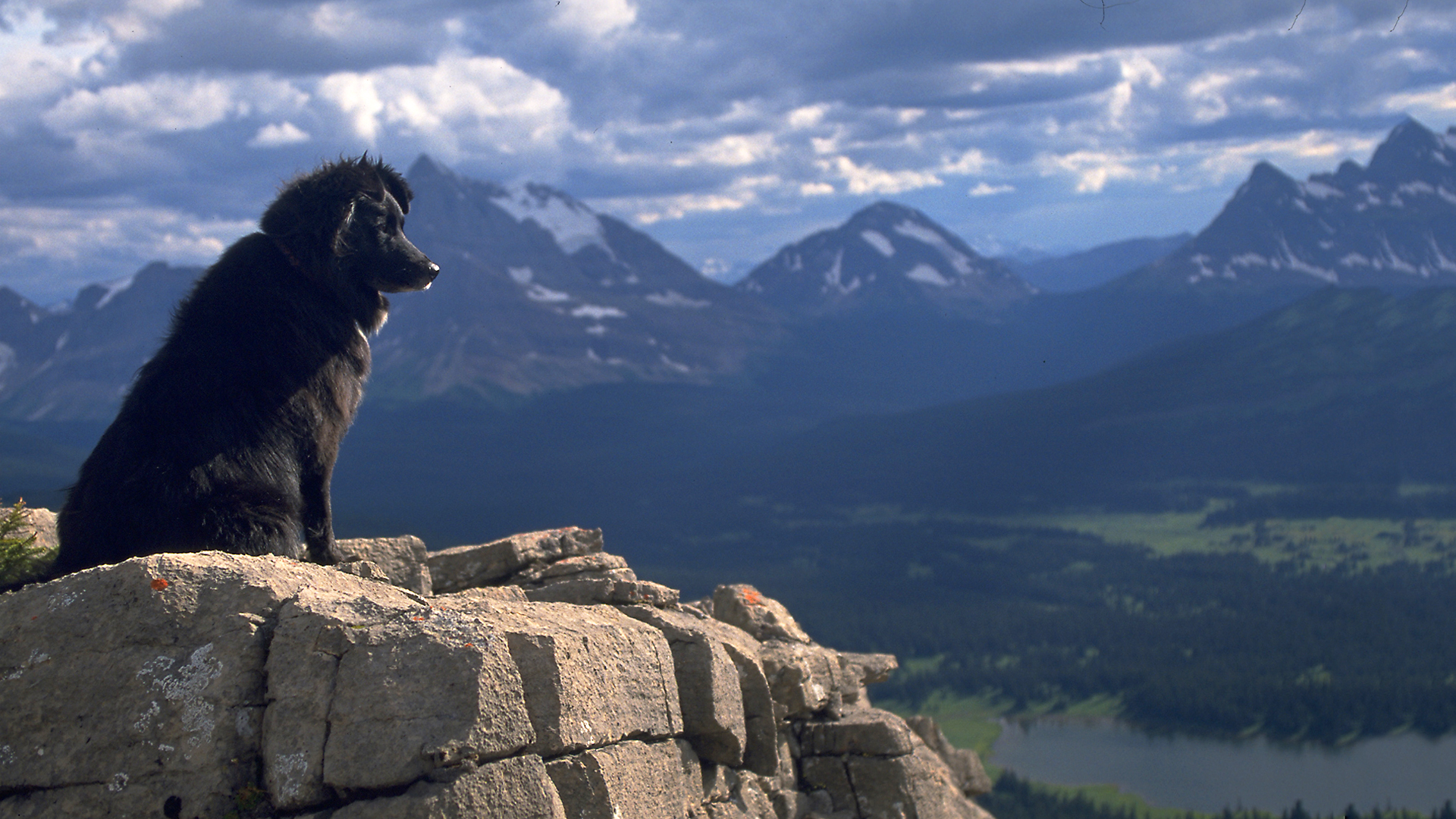 Dogs With Jobs - E32 - Lucy, Harvey and Chokydar