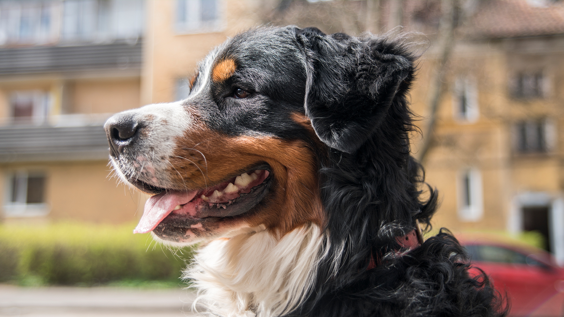 Dogs With Jobs - E3 - Sarcelle and Sweep