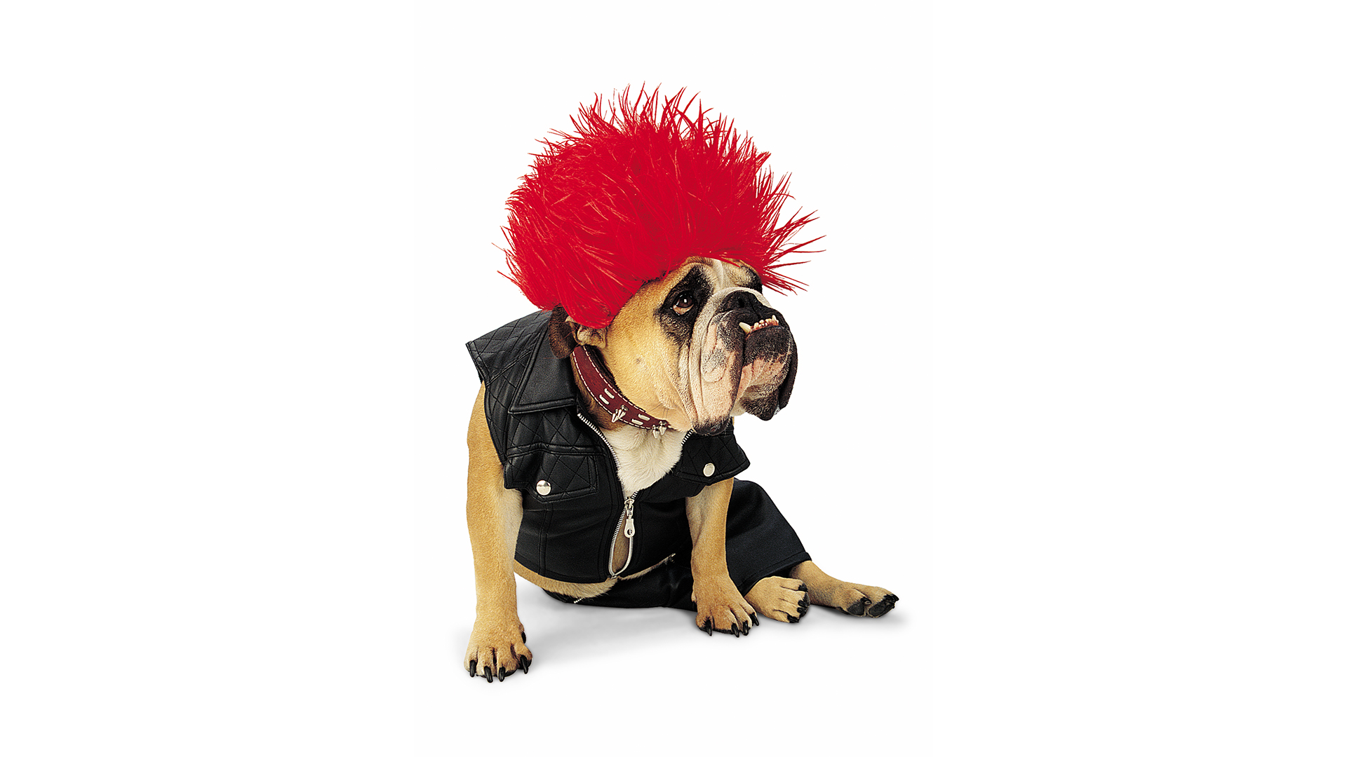 Dogs With Jobs - E41 - Zelda, Azili and Amy