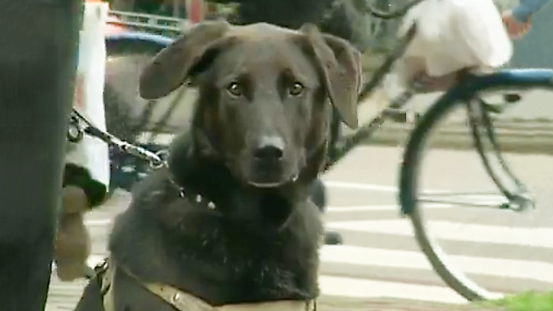 Dogs With Jobs - E49 - Vernon, Bodhi and Baron