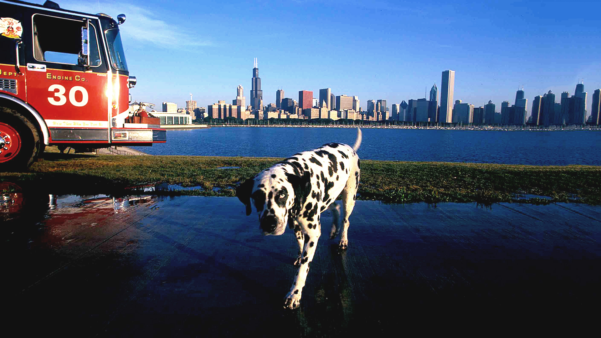 Dogs With Jobs - E51 - Vera, Joe Cowboy and Thirty