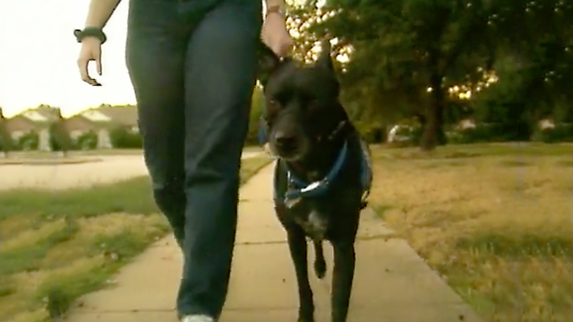 Dogs With Jobs - E52 - Beauty, Cinder and Blaze