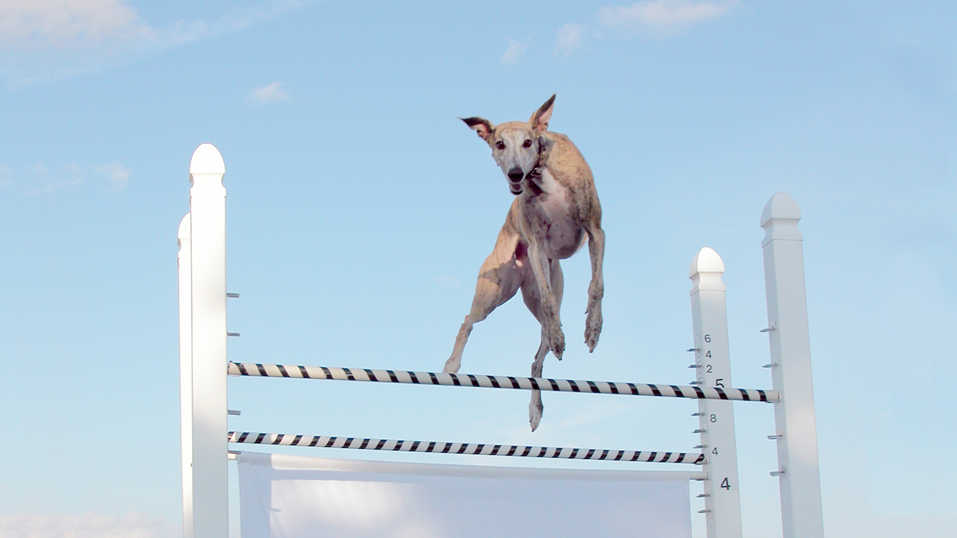 Dogs With Jobs - E59 - Cindy, Chipper and Hope