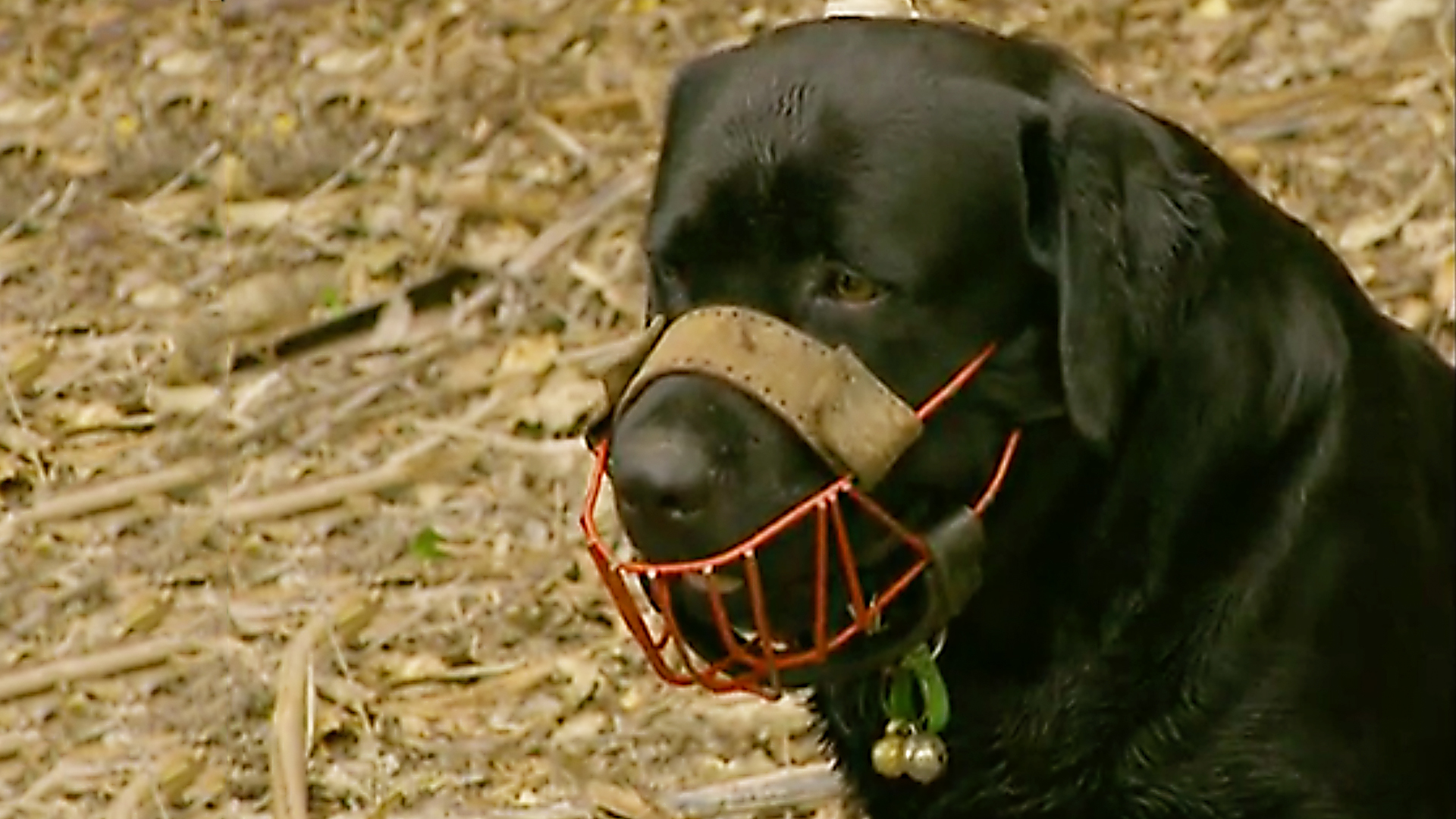 Dogs With Jobs - E60 - Piripiri, Pugsly and Joshi