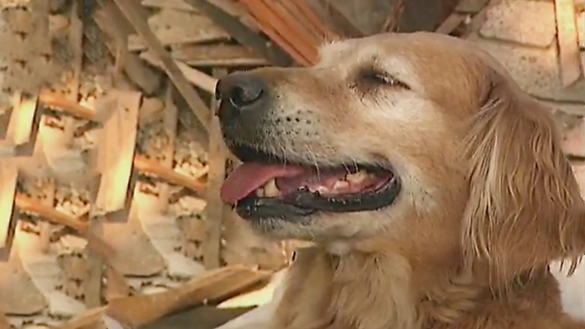 Dogs With Jobs - E61 - Ana, Bill and Hairless