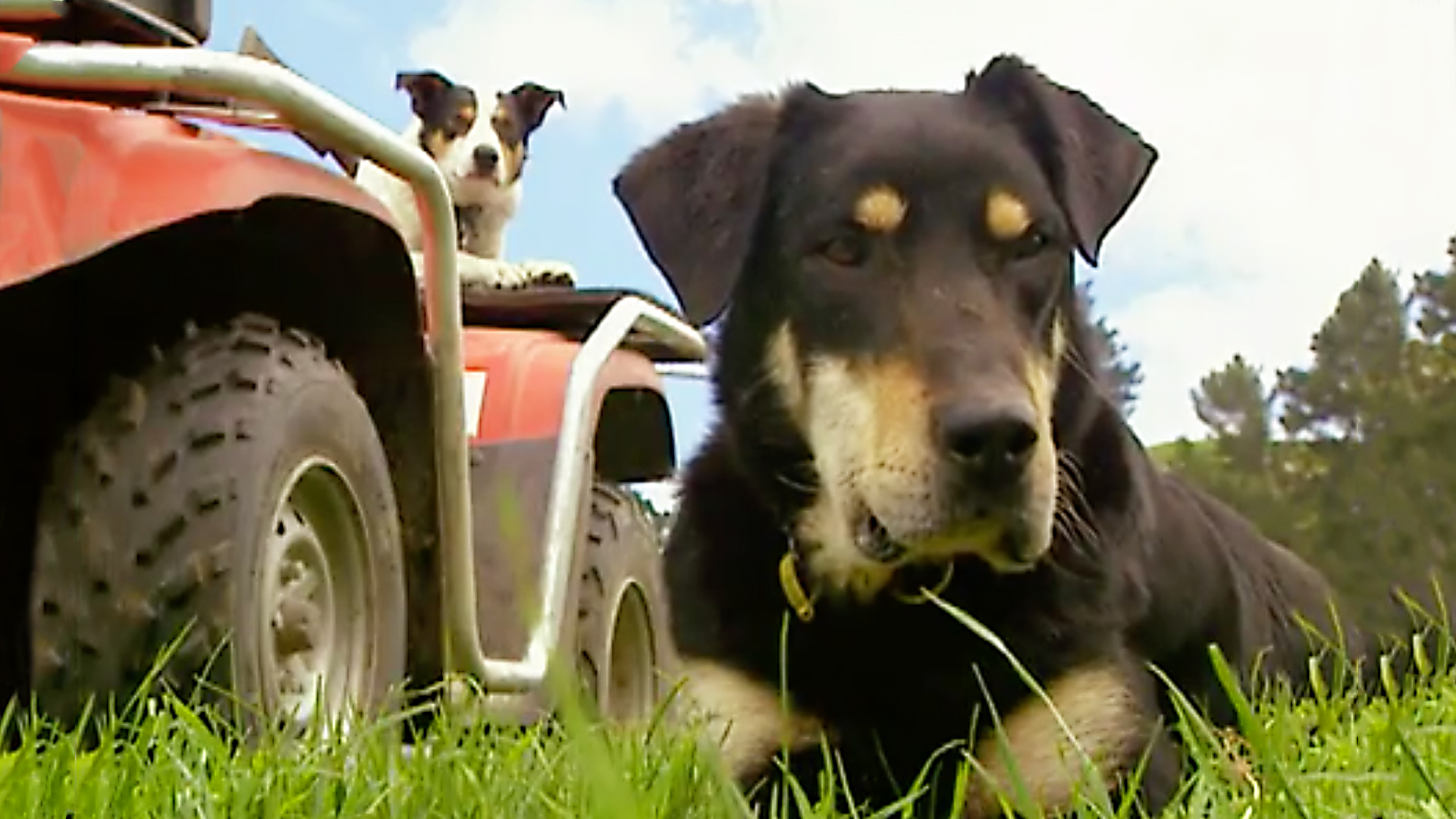 Dogs With Jobs - E63 - Huntaway Steam, Heavenly Angel and Mike