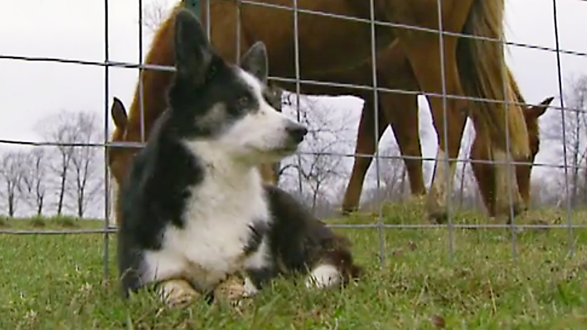 Dogs With Jobs - E64 - Jassel, Ingrid and Hogan