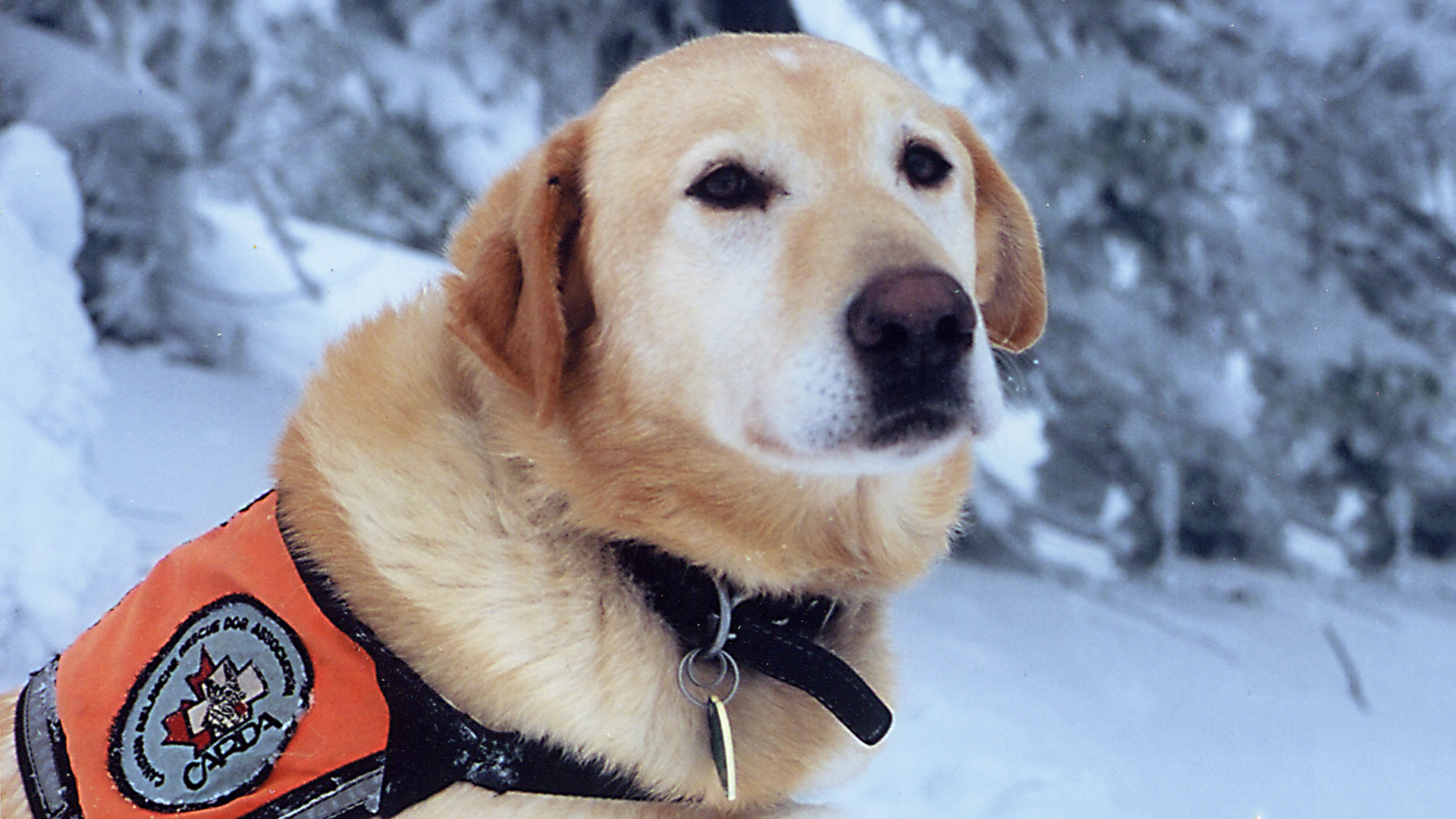 Dogs With Jobs - E65 - Keno, Mentor and Prince