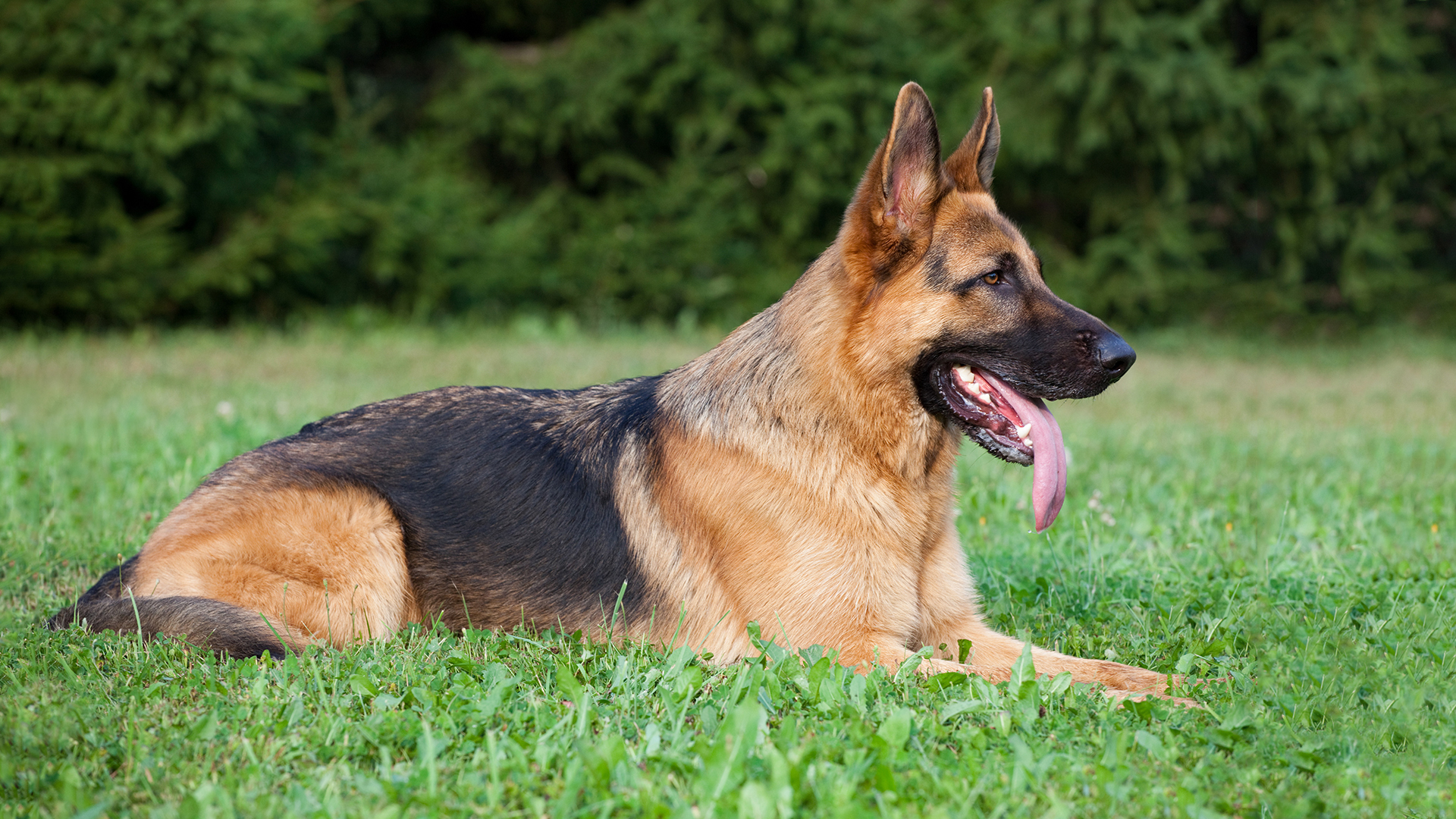 Dogs With Jobs - E5 - Bellow and Nipper