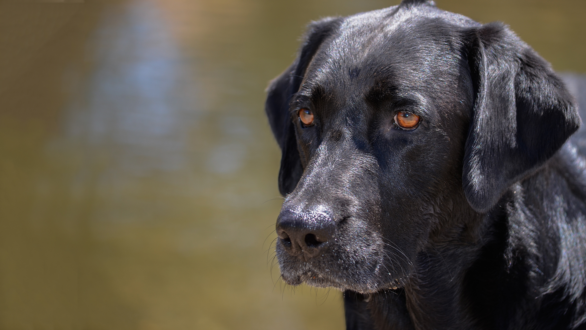 Dogs With Jobs - E9 - Malcolm and Corky