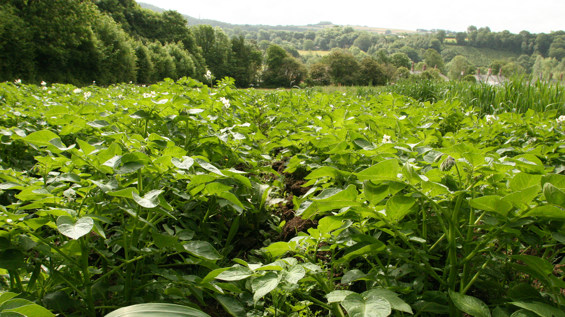 Edwardian Farm - E11 - Edwardian Farm