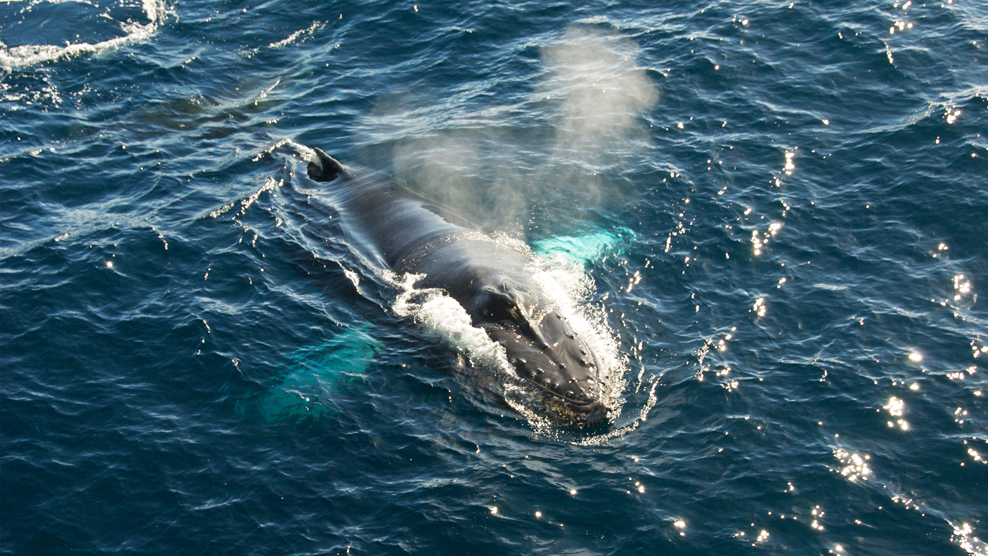 Globe Trekker Classics  - E1 - Antarctica