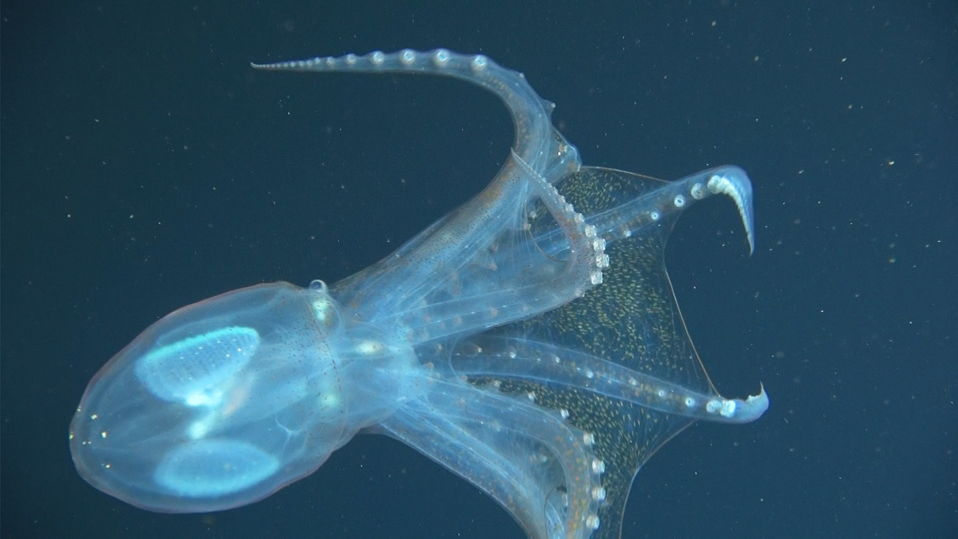 Great Blue Wild - E2 - Socorro Islands, Mexico