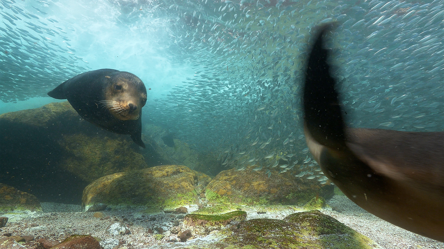 Great Blue Wild - S2E1 - Sea of Cortez