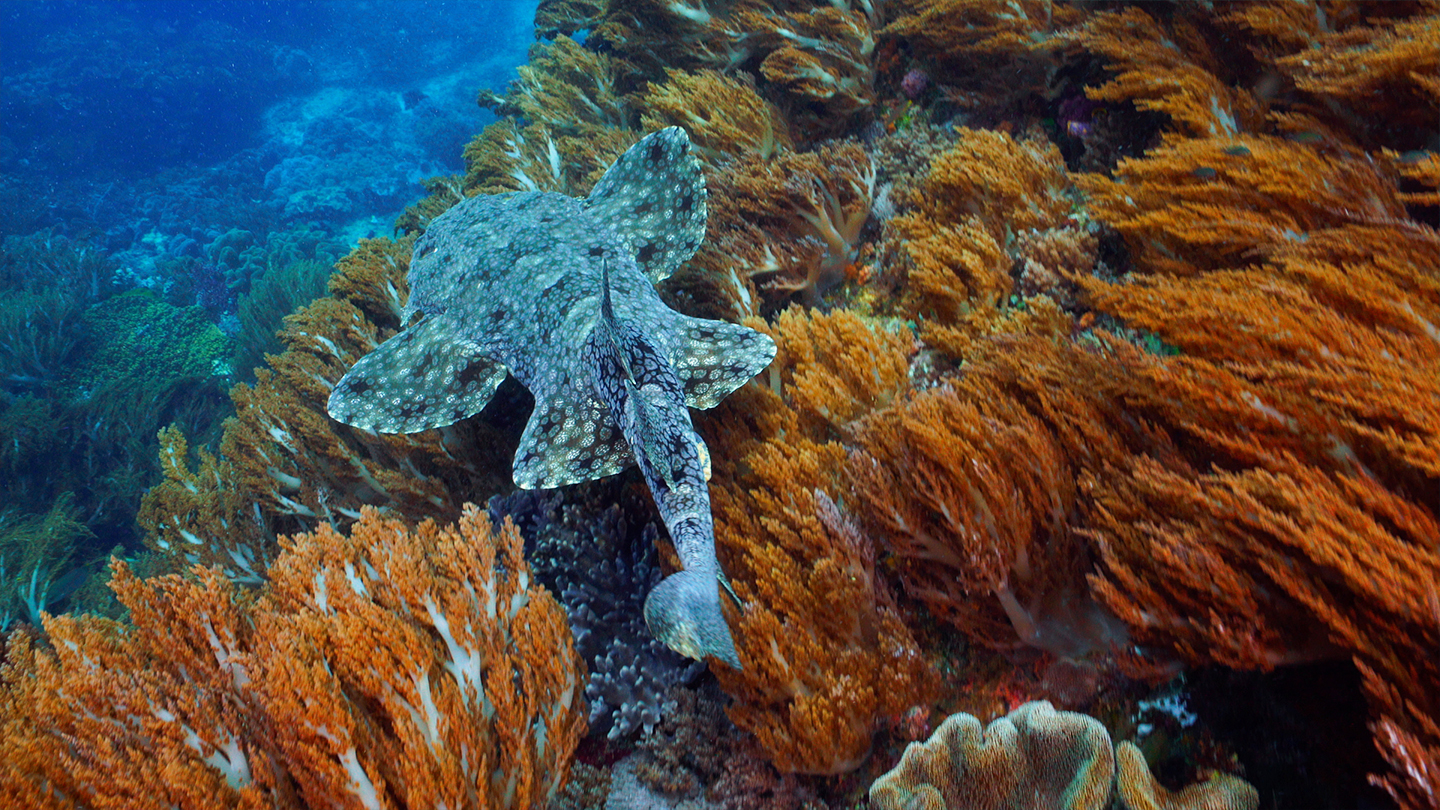 Great Blue Wild - S2E6 - Indonesia - Life in the Muck