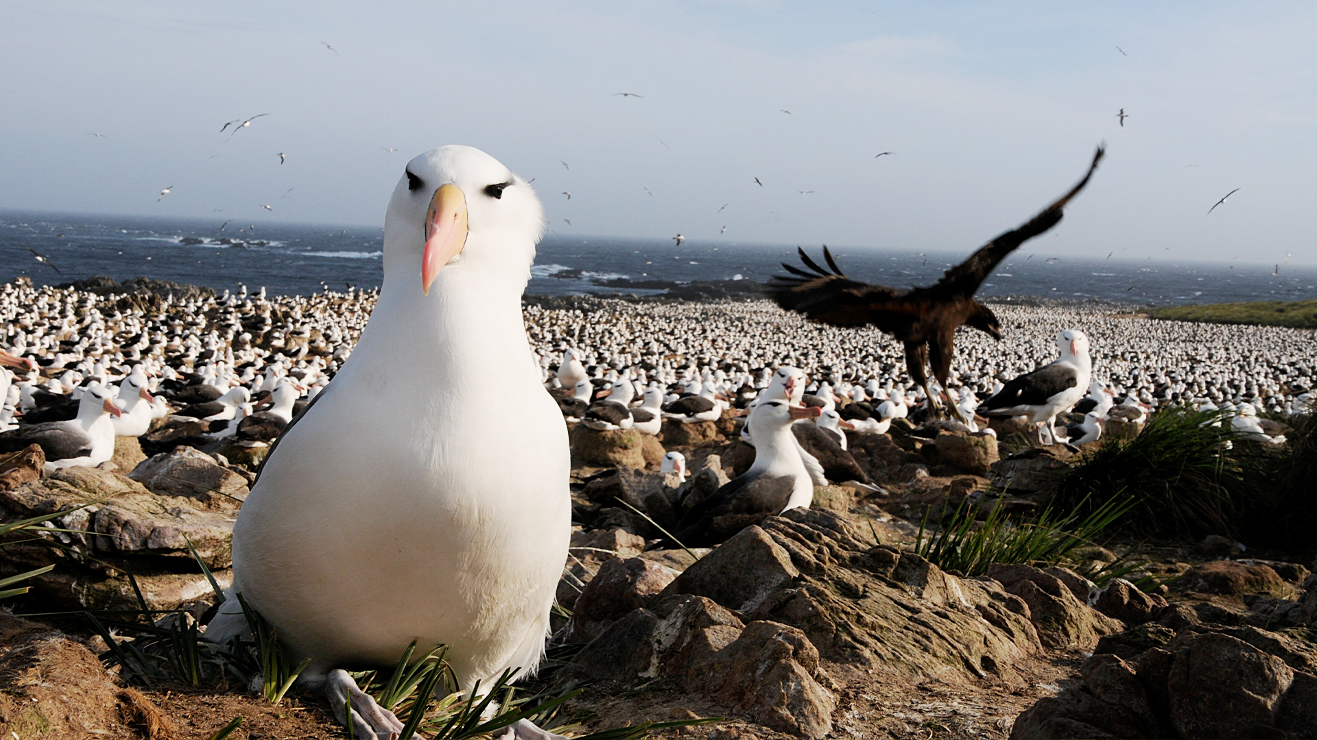 Great Migrations - E2 - Need to Breed