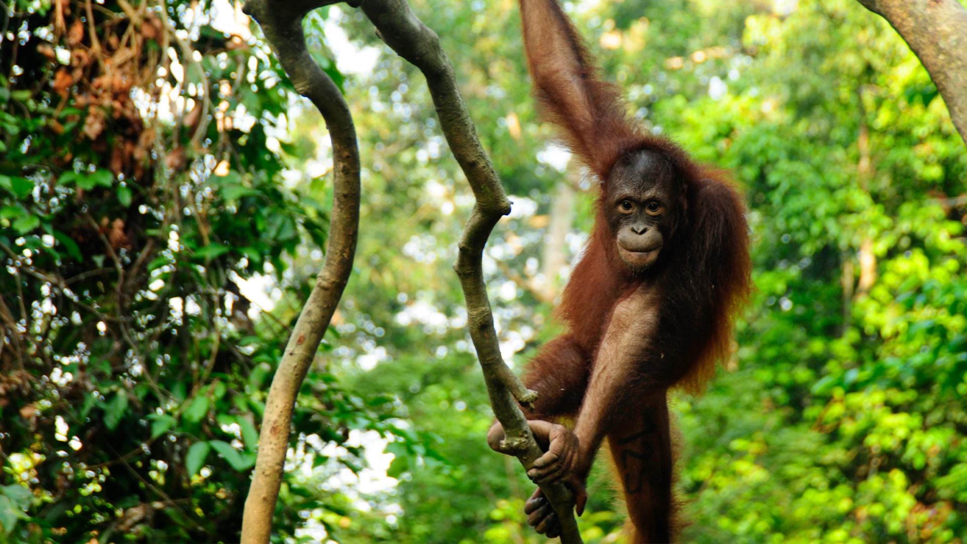 Great Migrations - E3 - Race to Survive