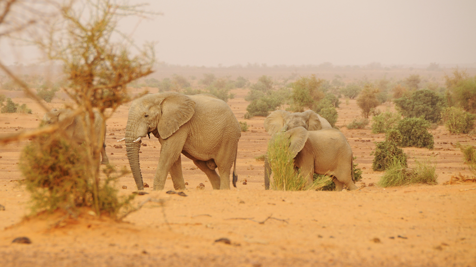 Great Migrations - E4 - Feast or Famine