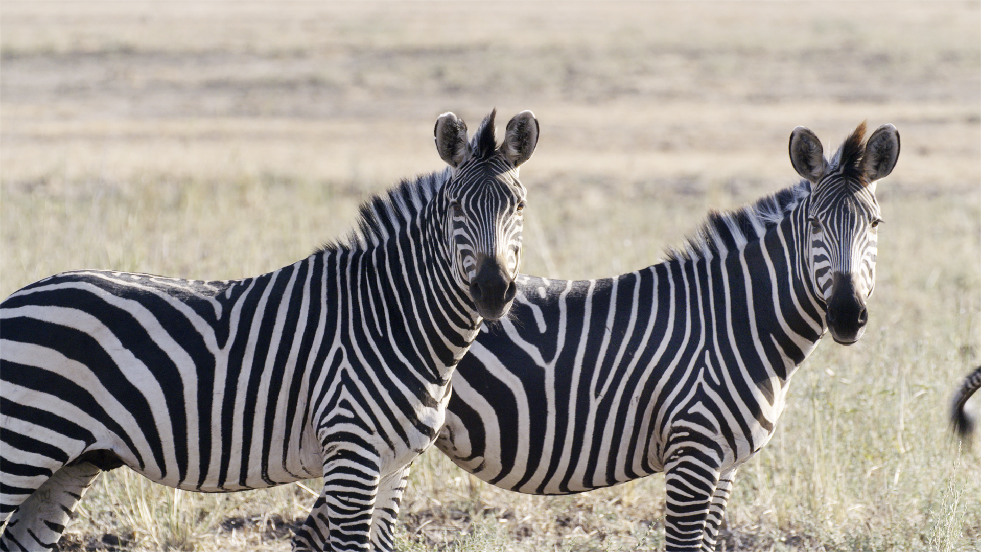 Great Parks of Africa - E10 - The Lower Zambezi Great Parks of Africa - E10 - The Lower Zambezi