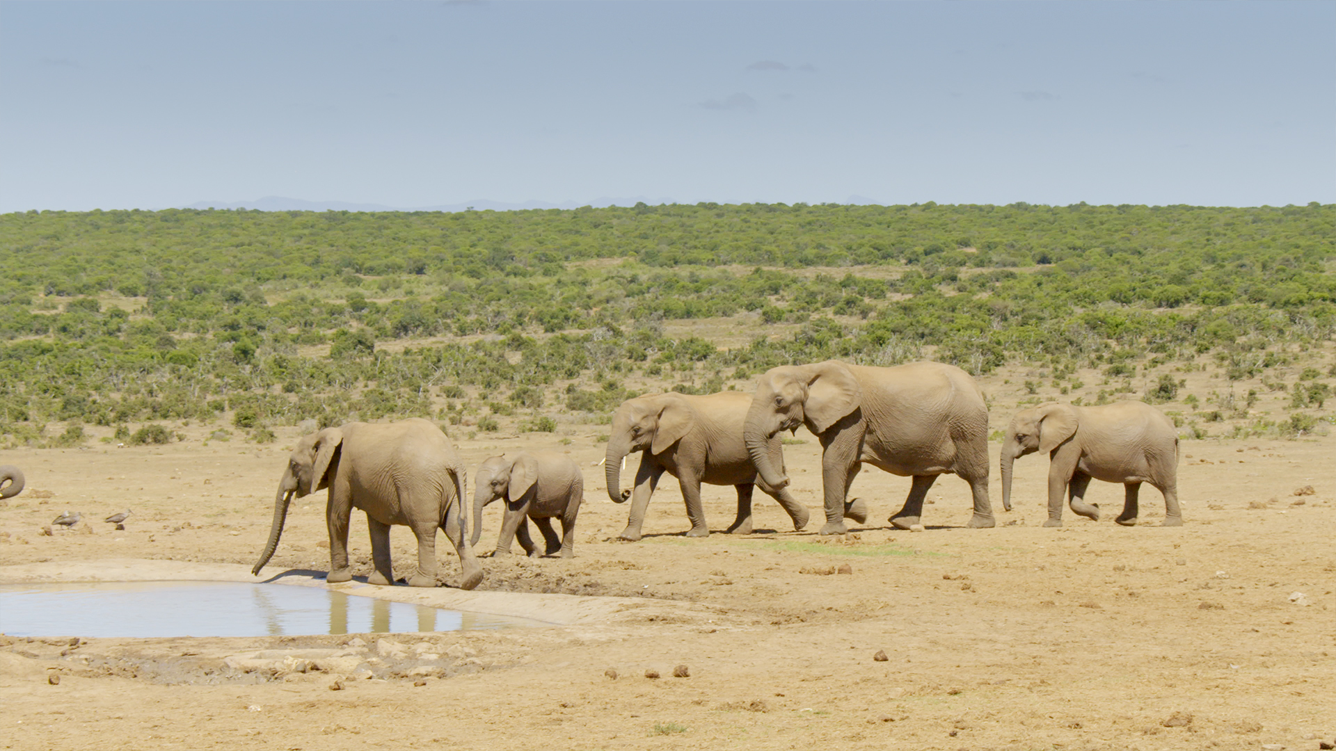 Great Parks of Africa - E1 - Addo Elephant National Park