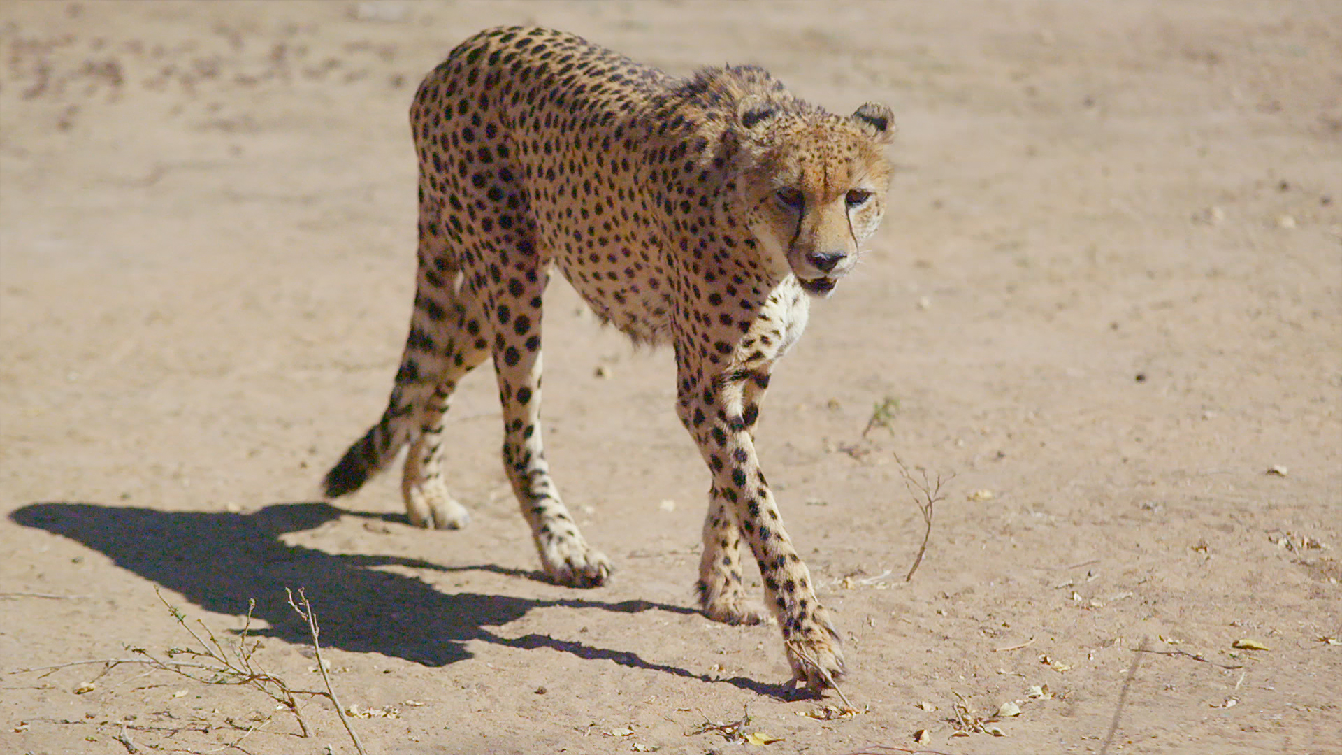 Great Parks of Africa - E5 - Kgalagadi Transfrontier Park