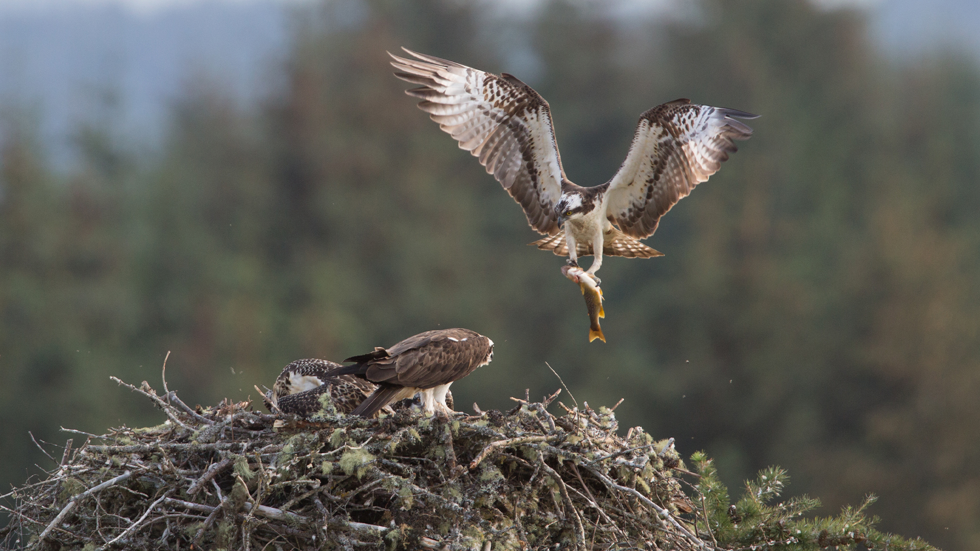 Highlands: Scotland's Wild  Heart - E1 - Spring: Season of Extremes