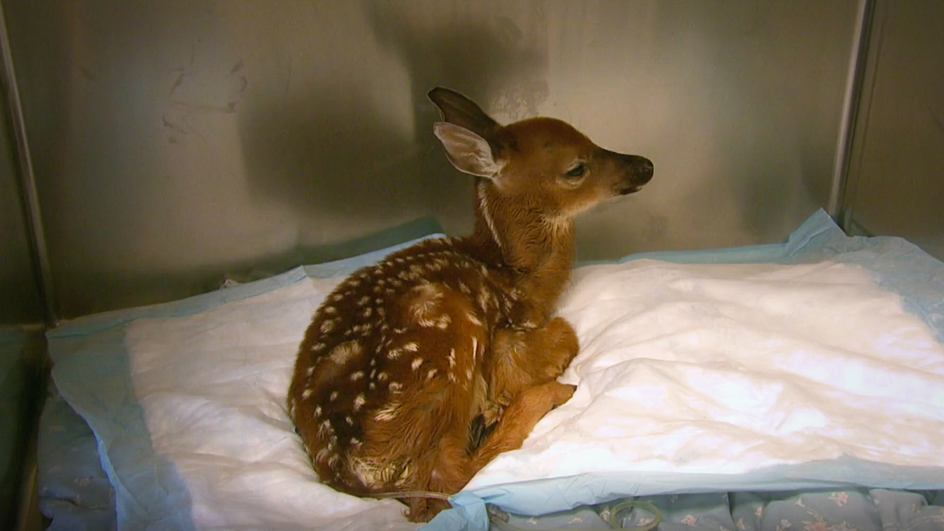 Hope for Wildlife - S3E3 - First Fawns