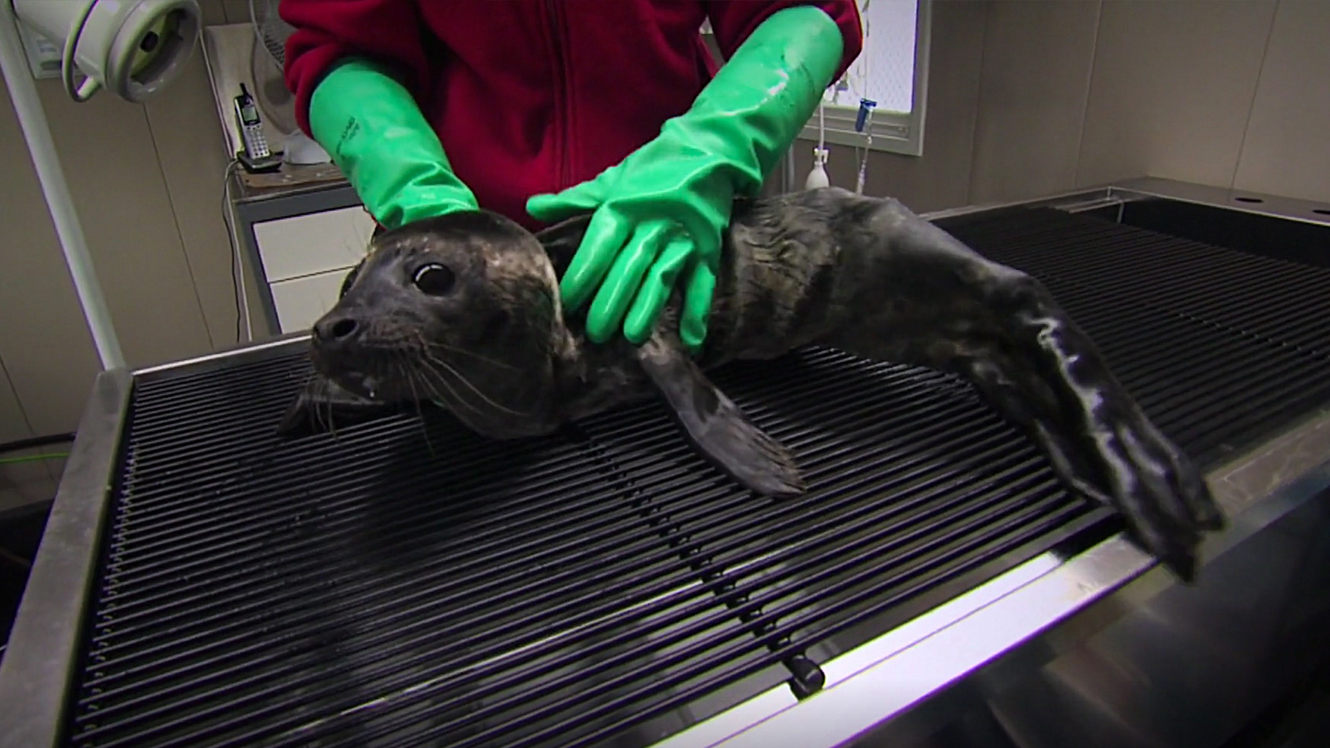 Hope for Wildlife - S3E4 - Saving Seals