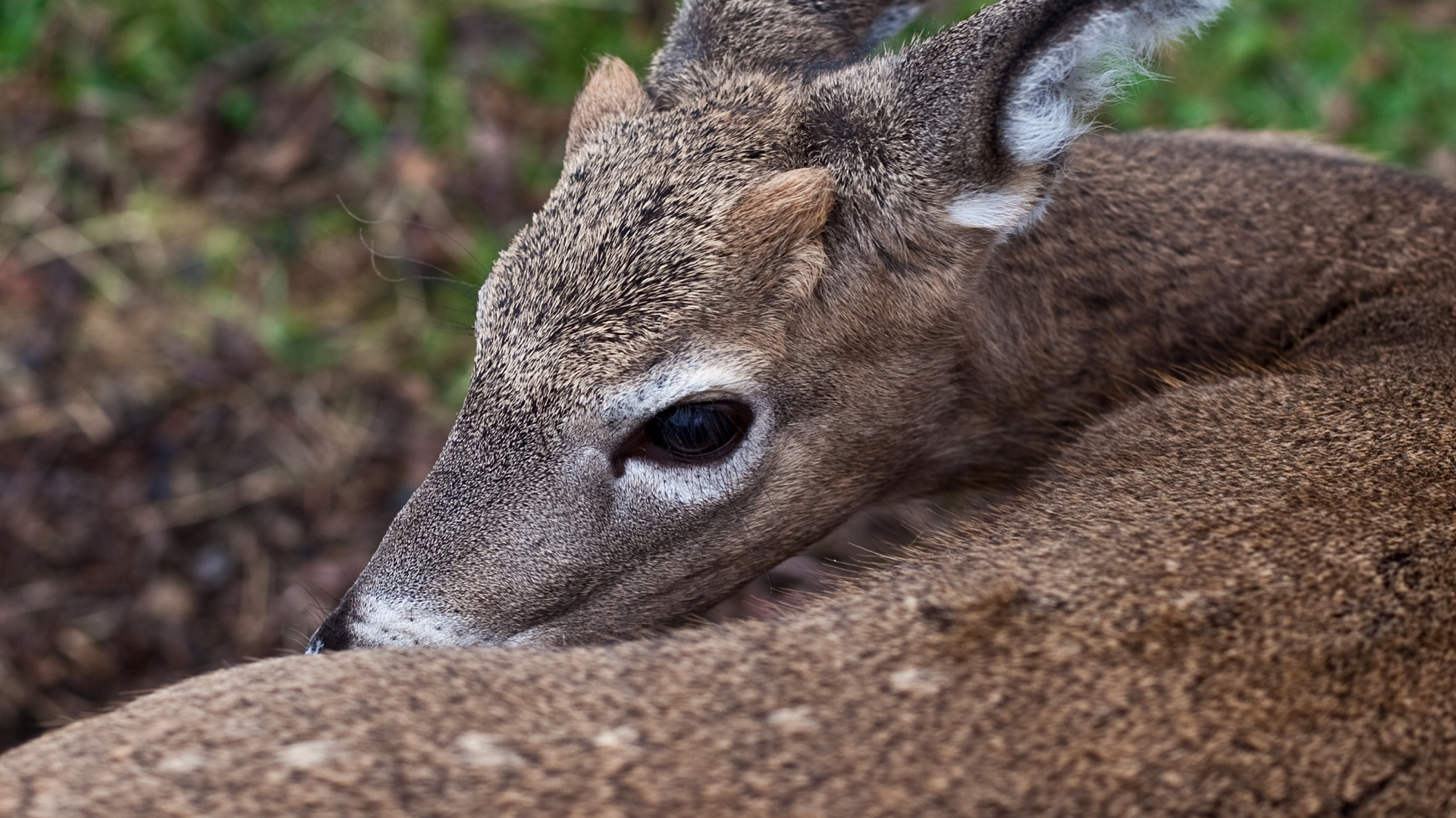 Hope for Wildlife - S2E10 - New Beginnings Hope for Wildlife - S2E10 - New Beginnings