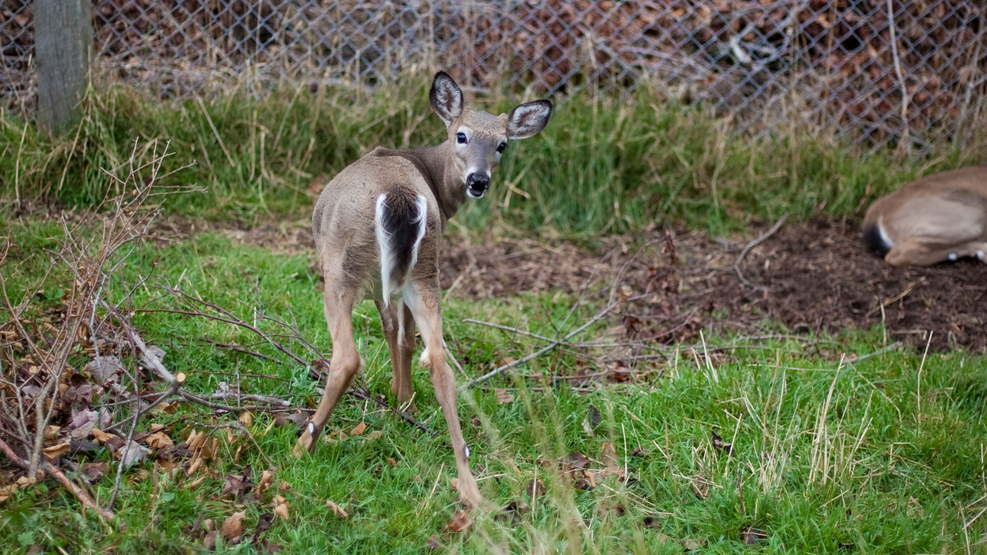 Hope for Wildlife - S2E4 - Deer Friends Hope for Wildlife - S2E4 - Deer Friends