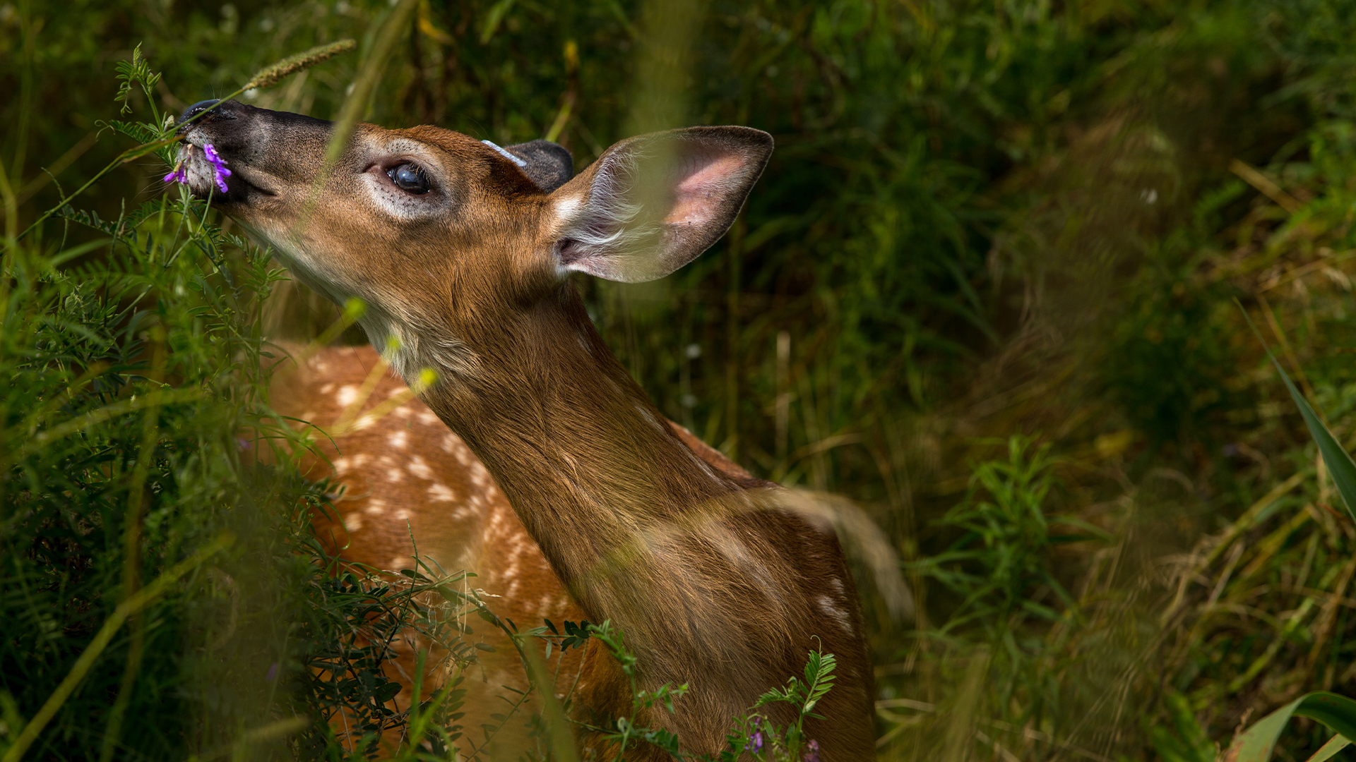 Hope for Wildlife - S5E6 - Home and Abroad