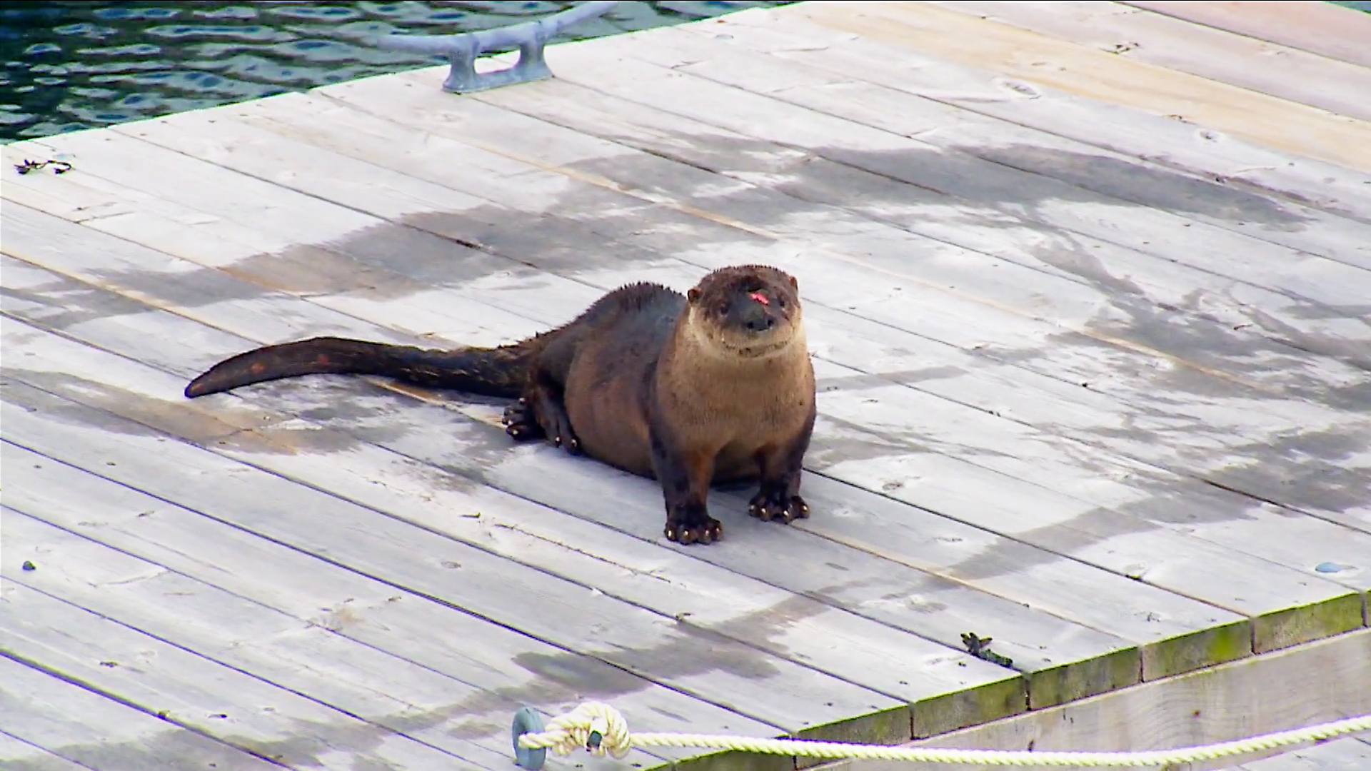 Hope for Wildlife - S6E2 - You Otter Know