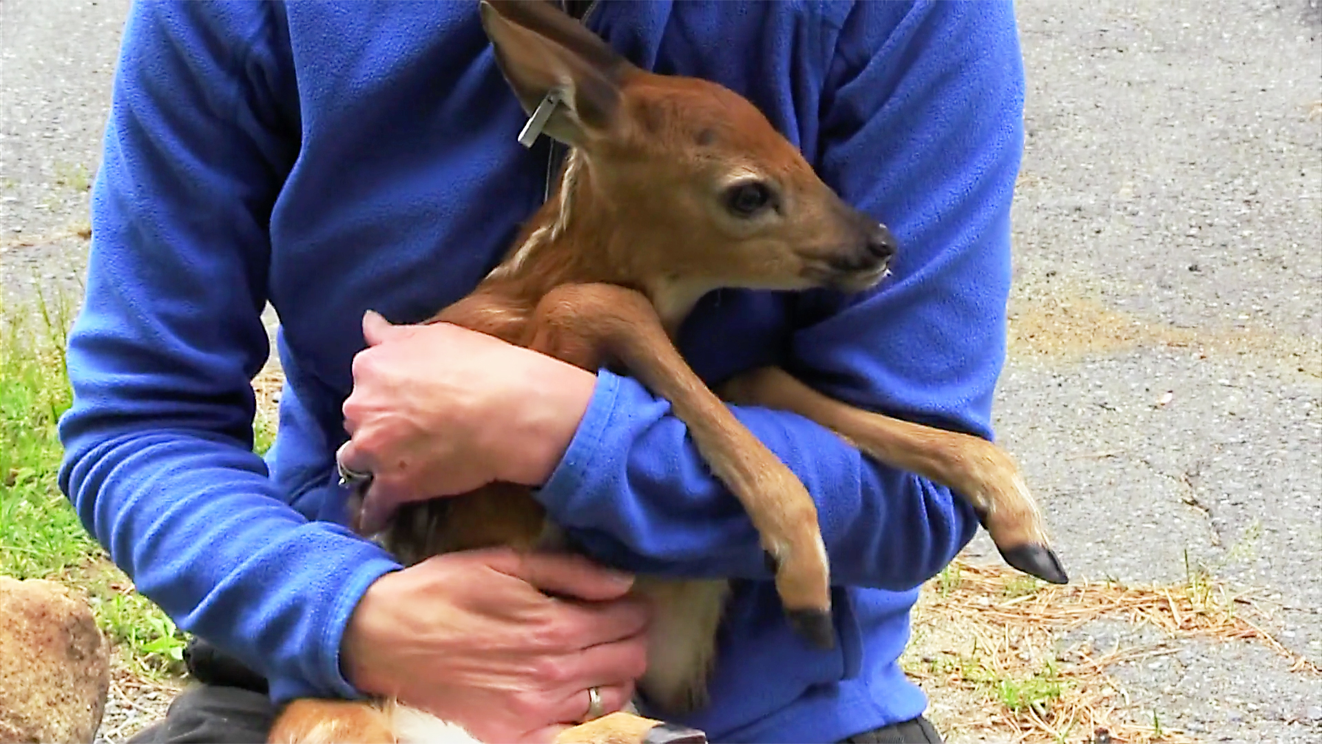 Hope for Wildlife - S6E9 - Nearest and Deerest Hope for Wildlife - S6E9 - Nearest and Deerest