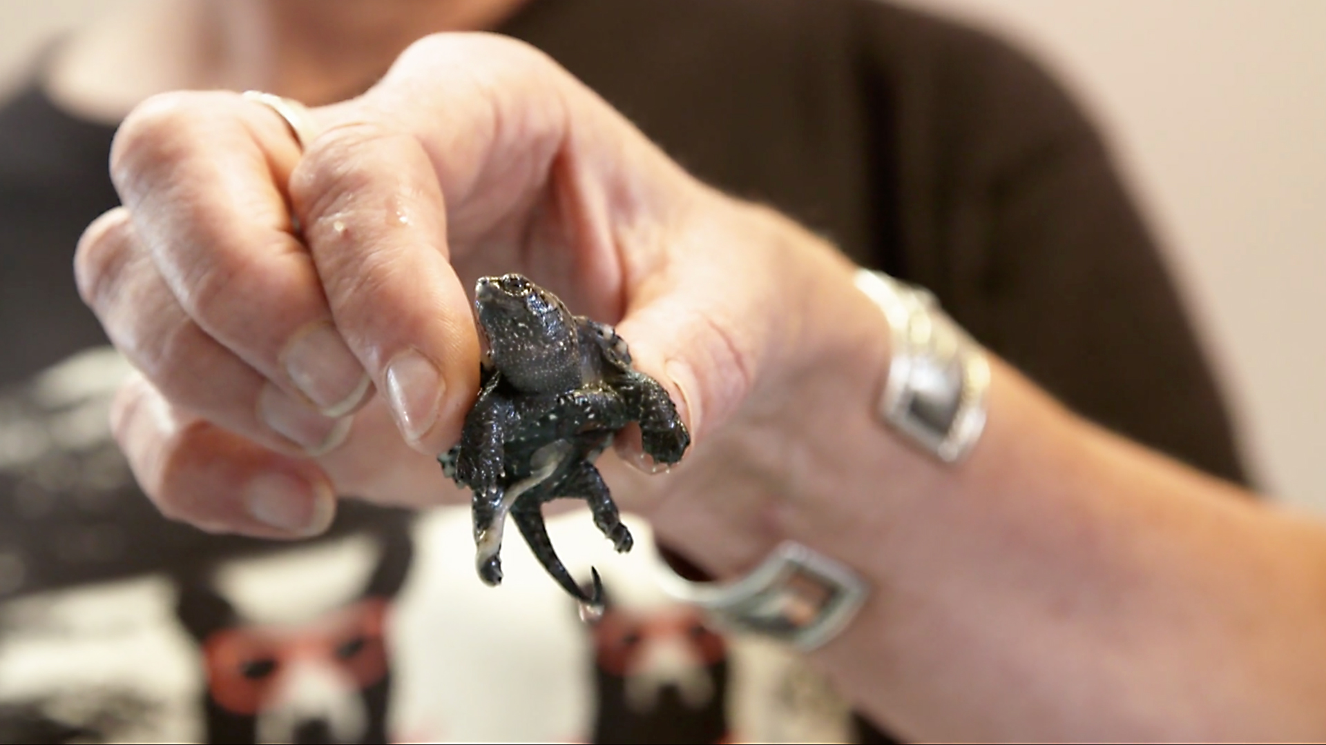 Hope for Wildlife - S7E11 - Cat Out of the Bag Hope for Wildlife - S7E11 - Cat Out of the Bag