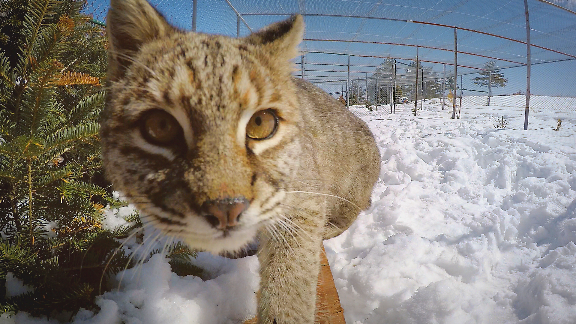 Hope for Wildlife - S7E1 - Hope for Spring