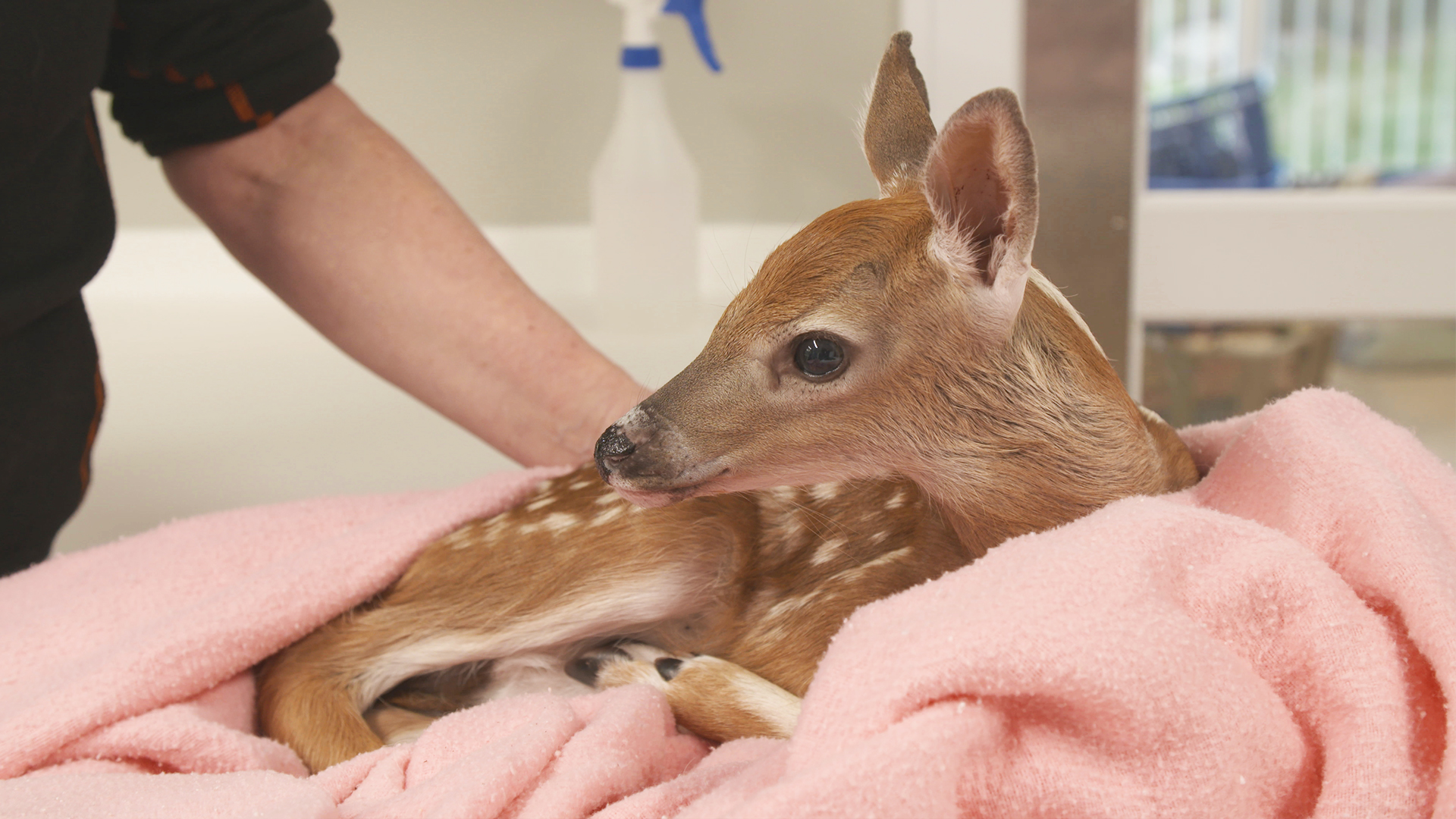 The First Fawn