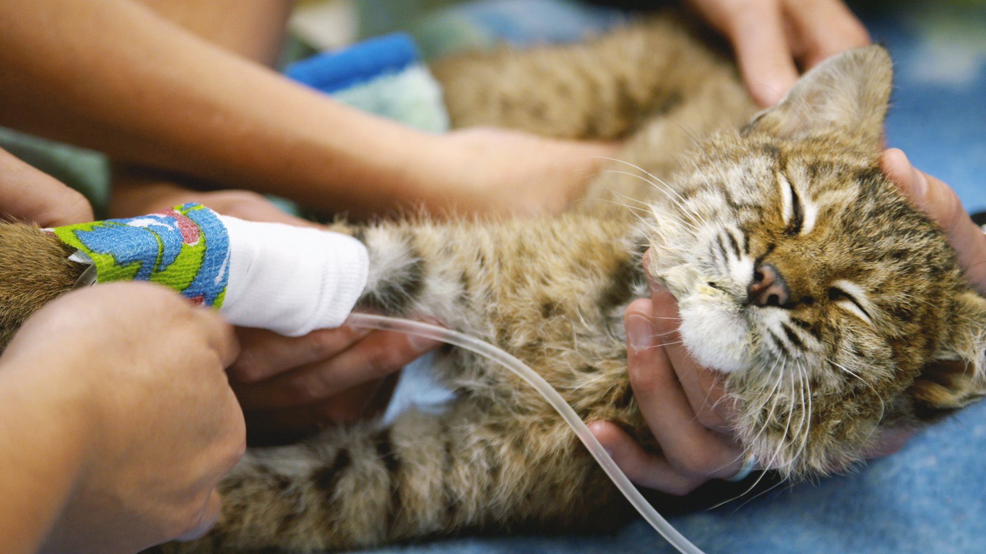 Hope for Wildlife - S8E19 - Bobcat Release