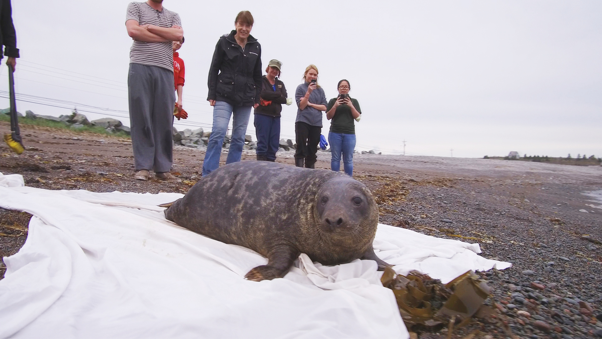 Hope for Wildlife - S8E2 - Chunk the Seal