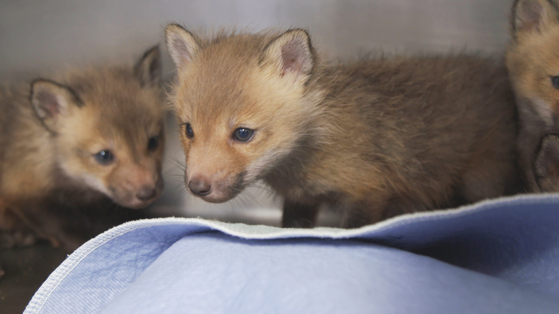 Hope for Wildlife - S8E5 - Orphan Fox