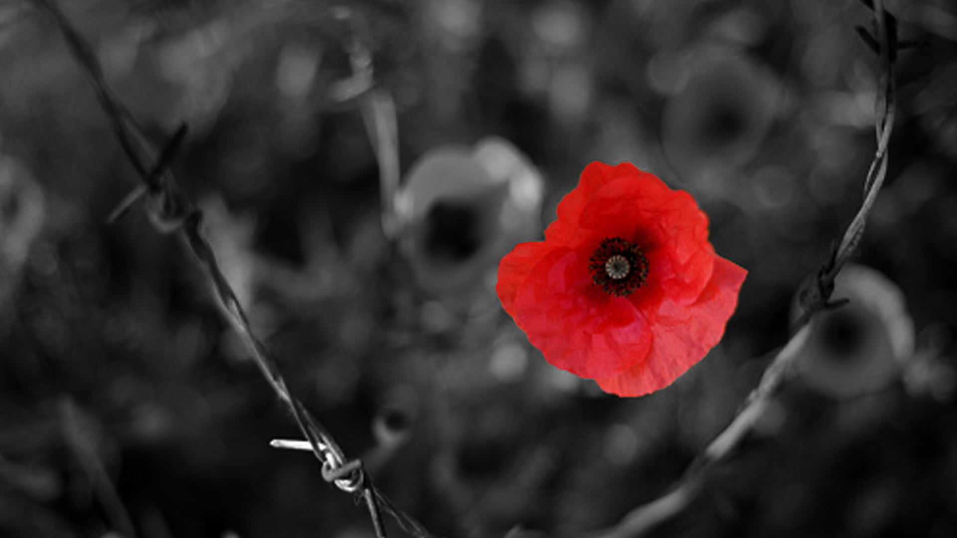 John McCrae's War: In Flanders Fields