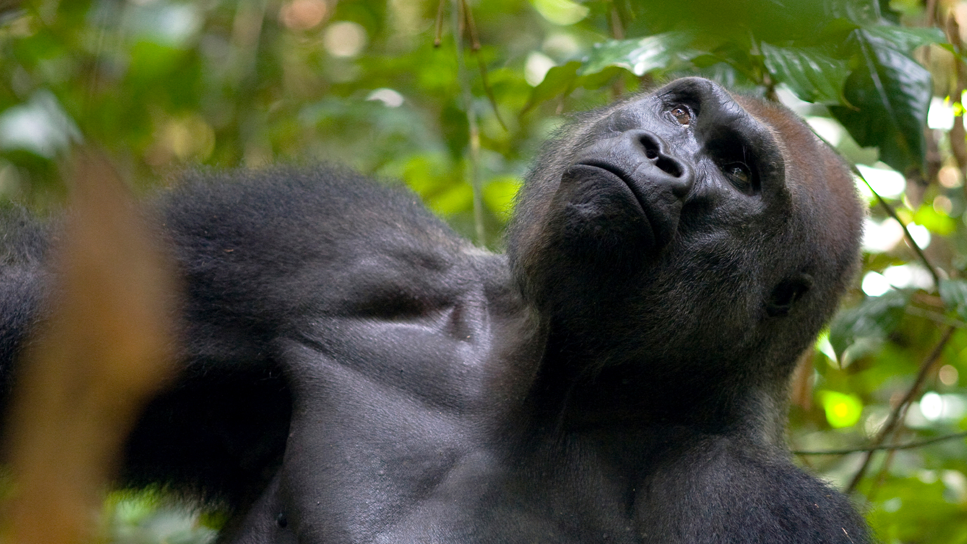 Life - E1 - Challenges of Life