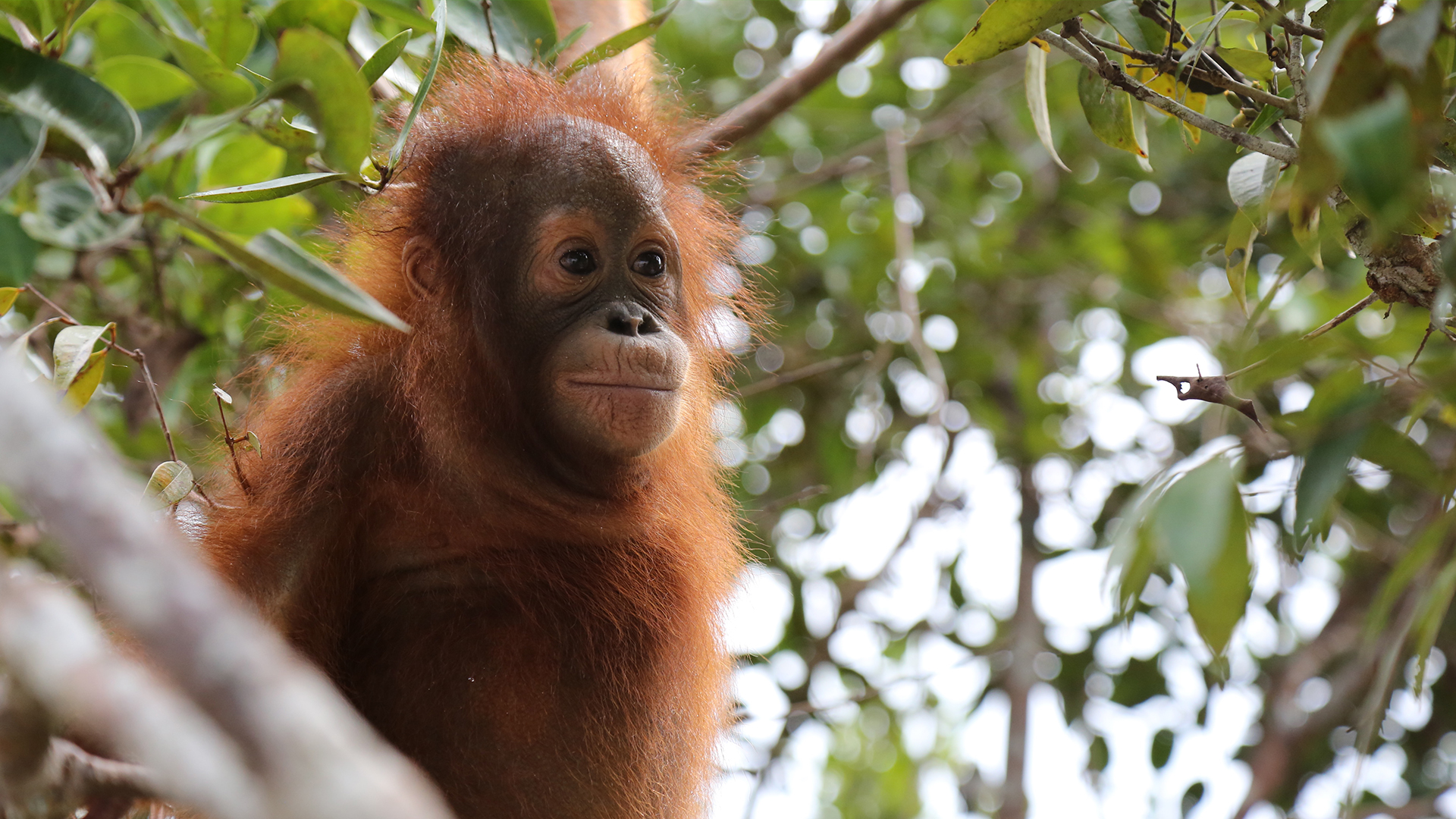 Monkeys: An Amazing Animal Family - E1 - Asia