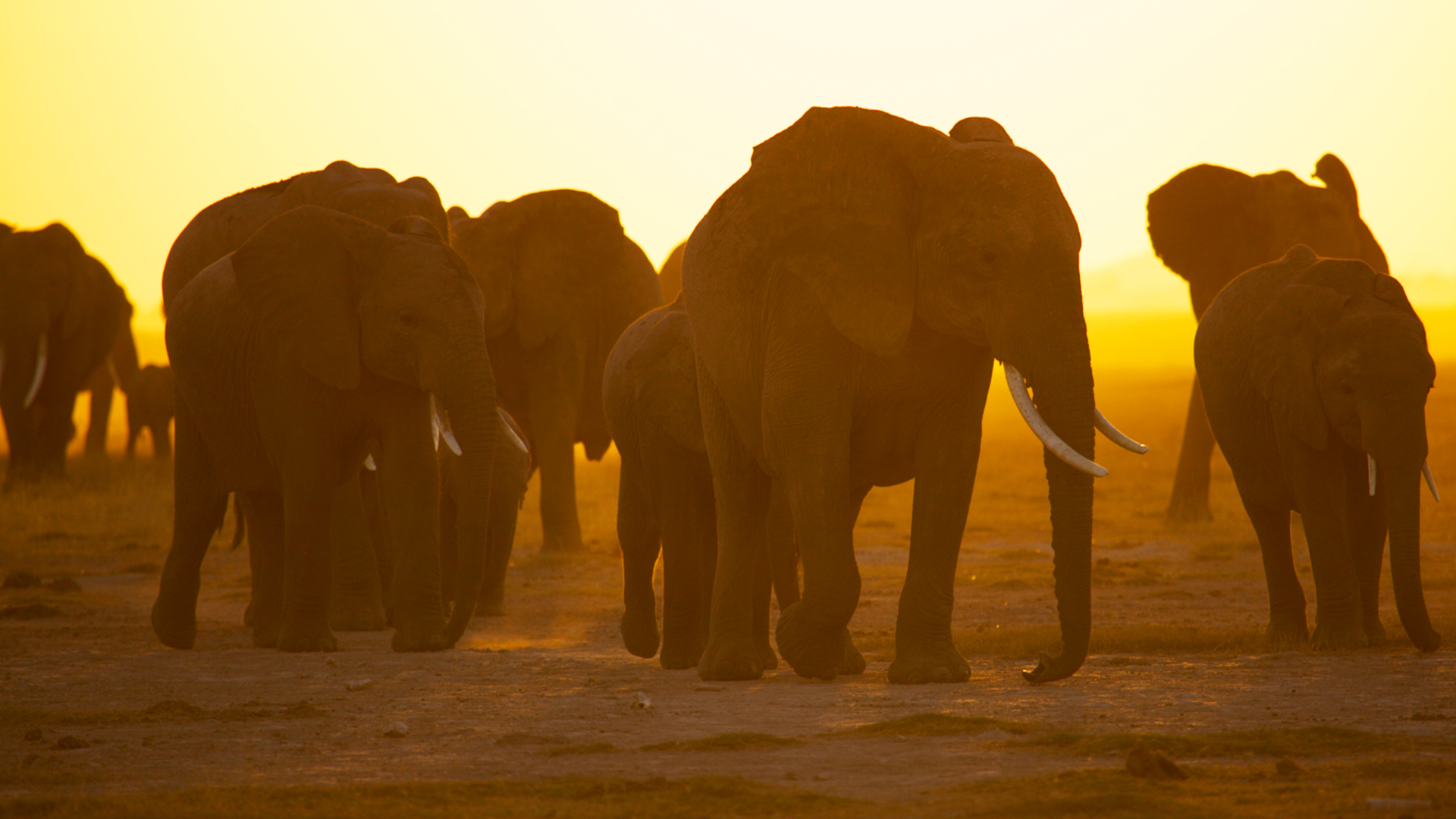 National Geographic Specials -  Battle for the Elephants