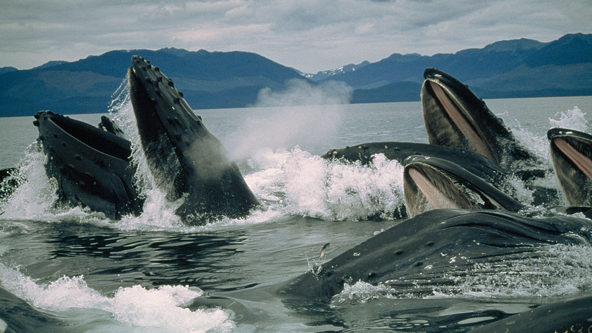 National Geographic Specials -  Humpbacks: Inside the Pod